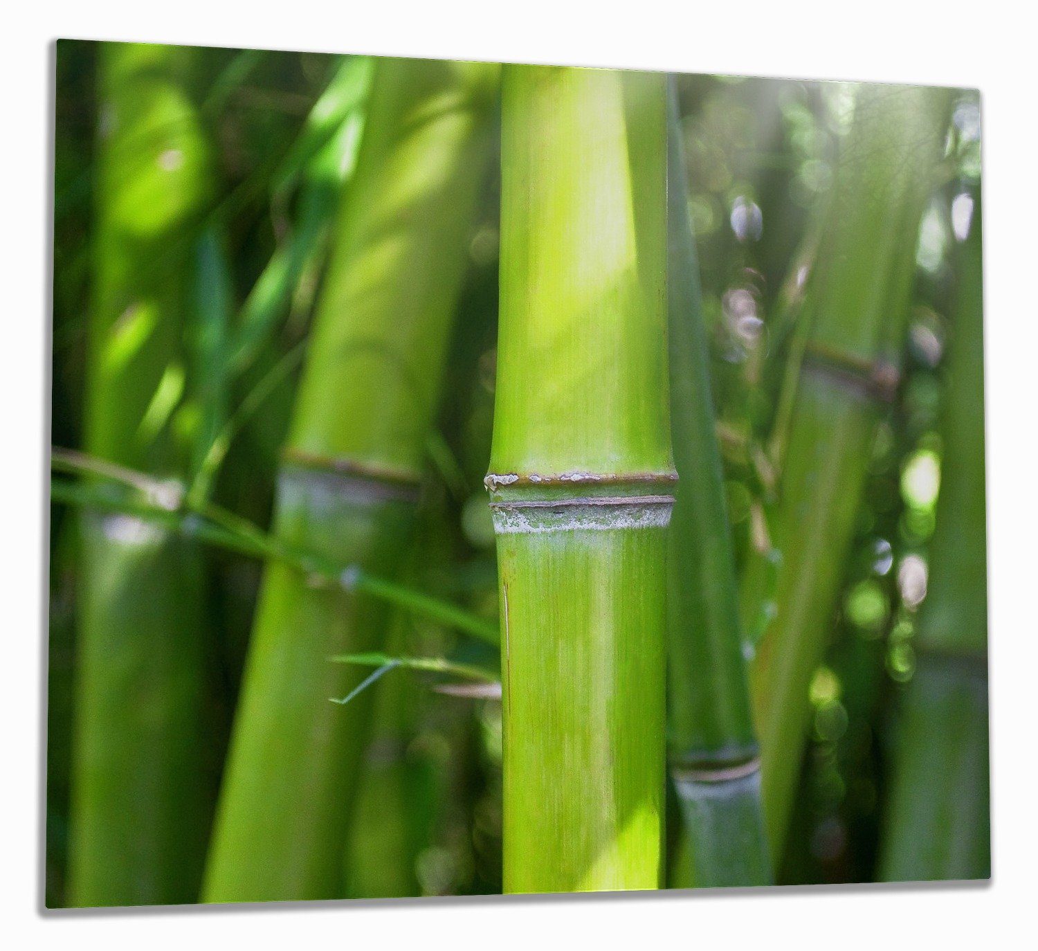 Wallario Herd-Abdeckplatte Bambus im Sonnenschein, ESG-Sicherheitsglas, (Glasplatte, 1 tlg., inkl. 5mm Noppen), verschiedene Größen