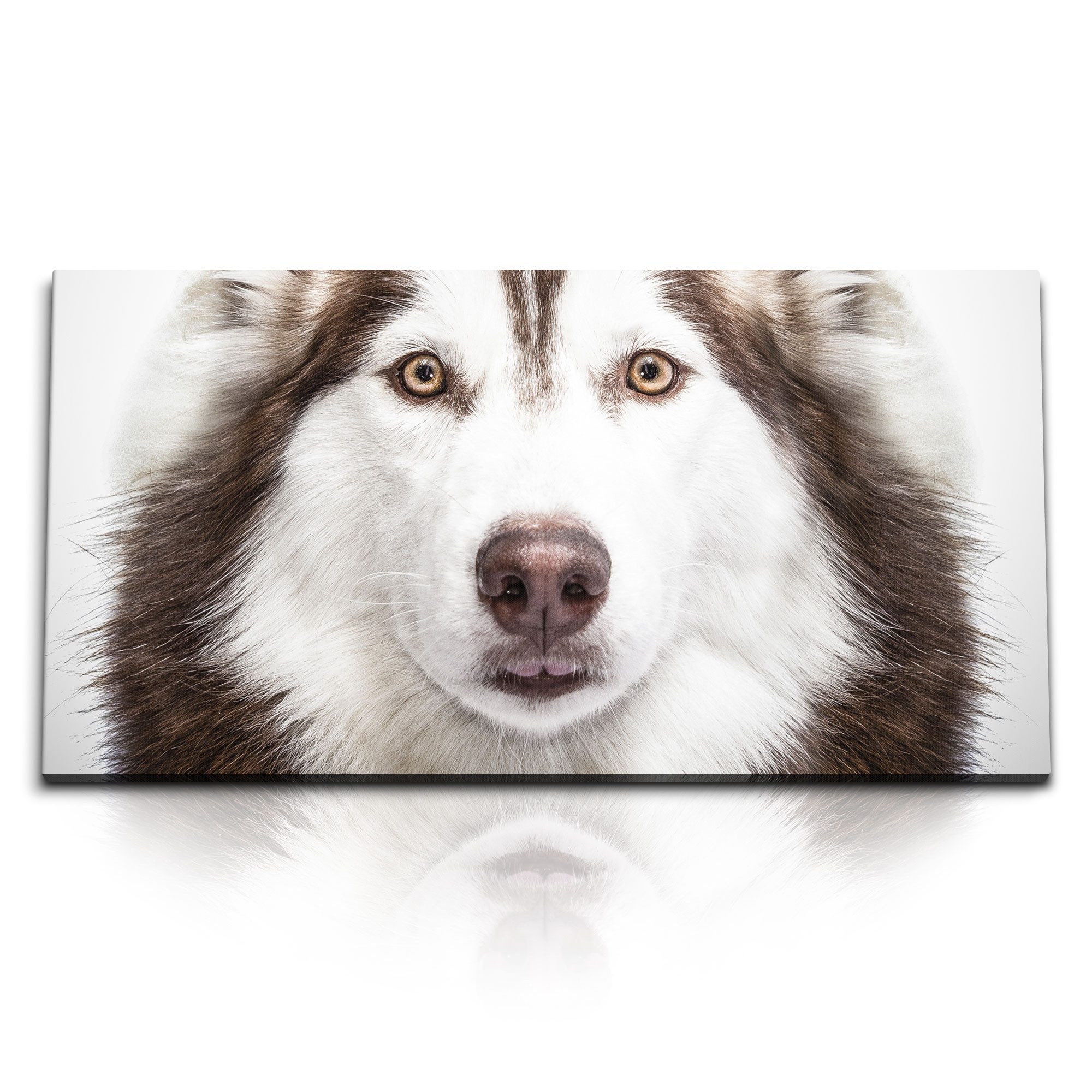Leinwandbild Kunstdruck Bilder 120x60cm Husky Hund Tierfotografie Porträt Hundeauge