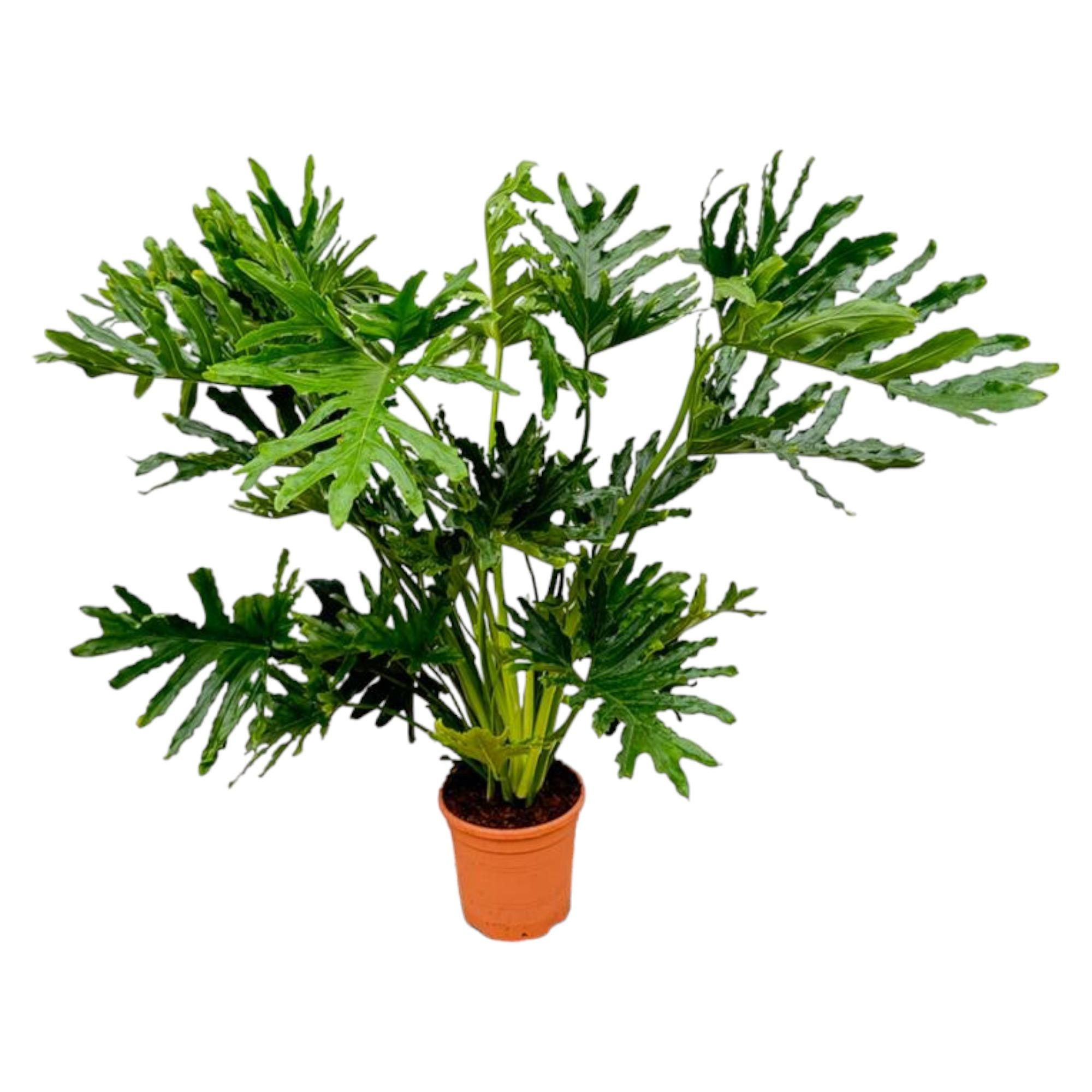 Exotenherz Zimmerpflanze Philodendron Selloum - Baumfreund - 24 cm Topf - ca. 100cm hoch