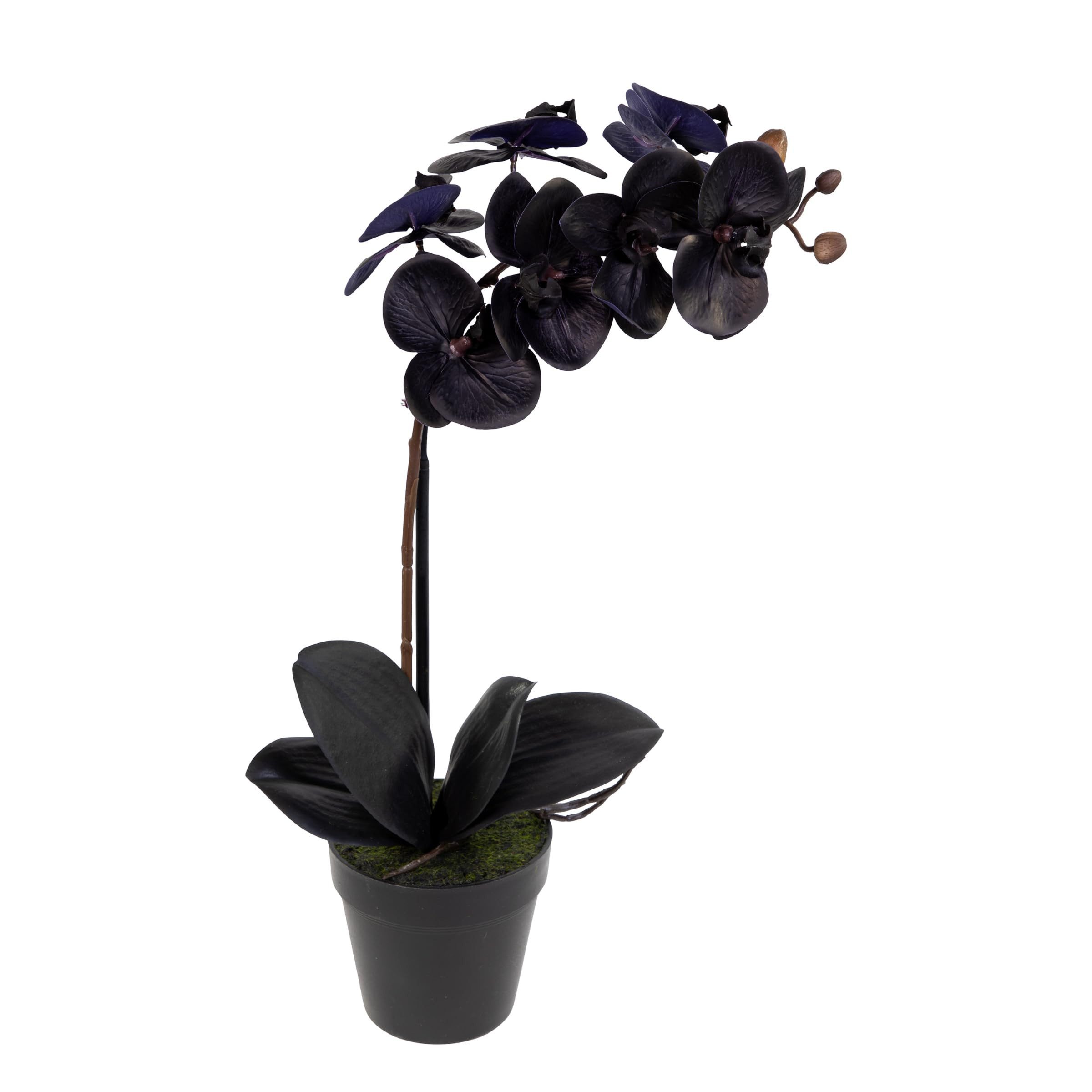 Kunstblume Orchidee Real Touch 50x20cm schwarz im Topf GA, Seidenblumen Roß, Höhe 50,00 cm