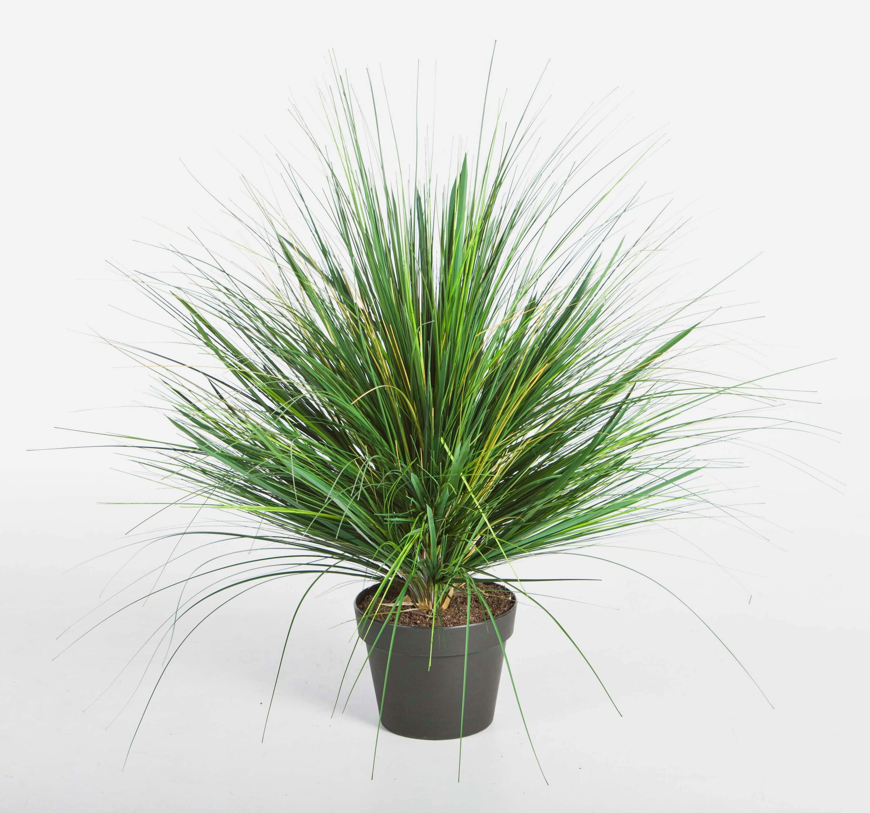 Kunstgras Künstliches Dünengras im Topf, grün, 50cm - Kunstgras Strandhafer, artplants, Höhe 50.0 cm