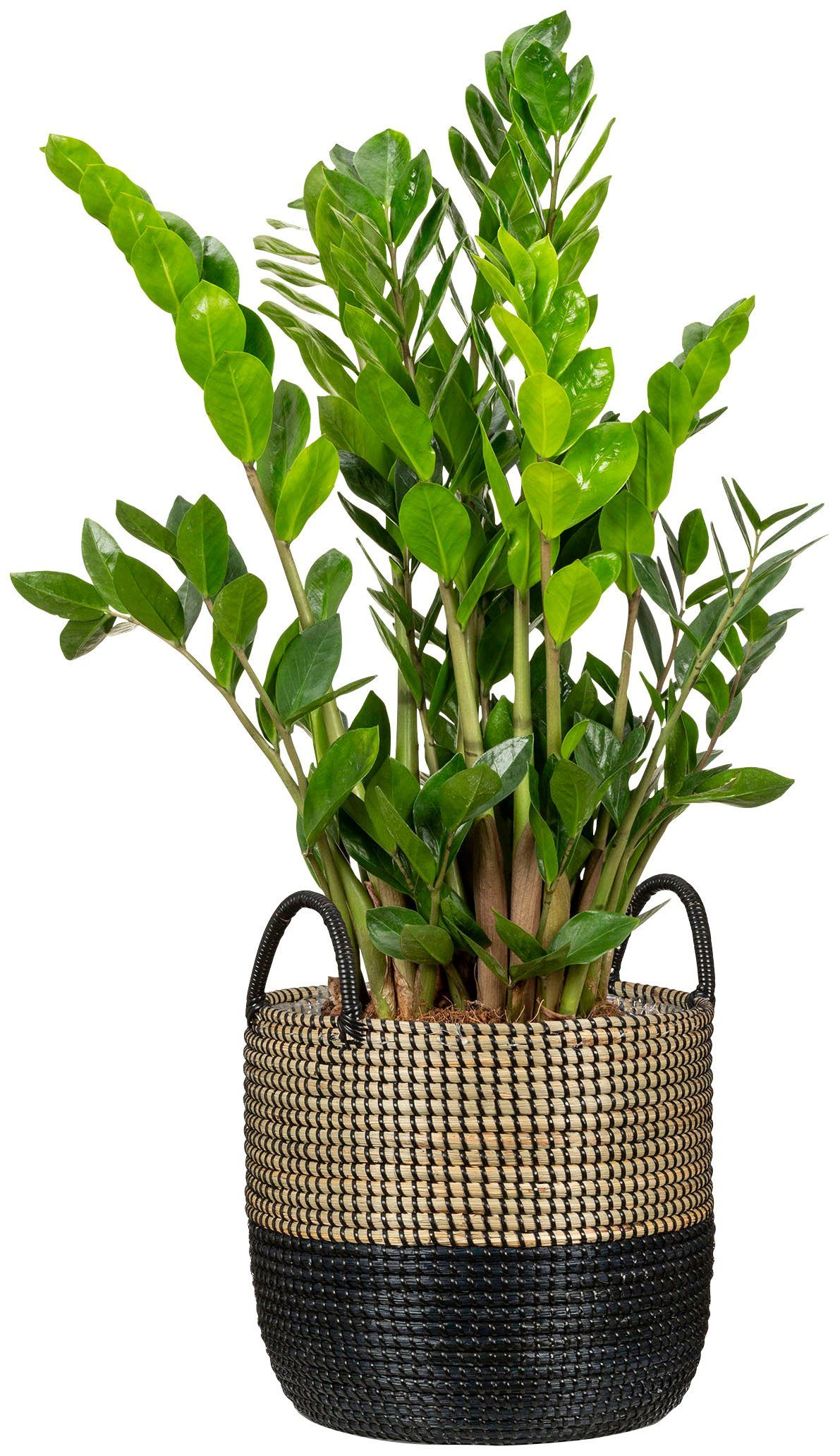 Scheurich Blumentopf nature black 34/515