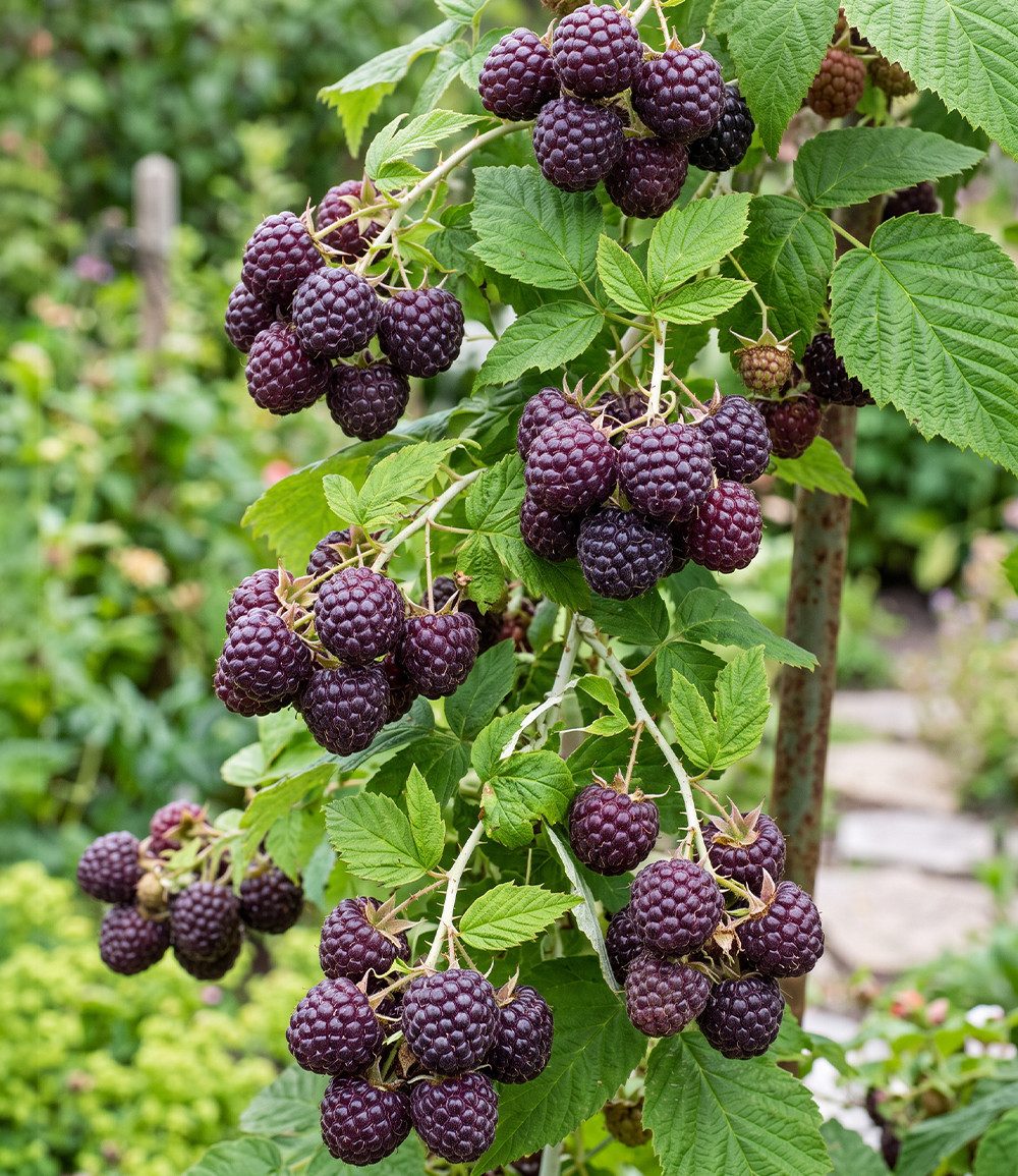BALDUR Garten Obstpflanze Schwarze Himbeere 'Glen Coe', 1 St., Gesundheit, ertragreich,winterhart, mehrjährig, pflegeleicht