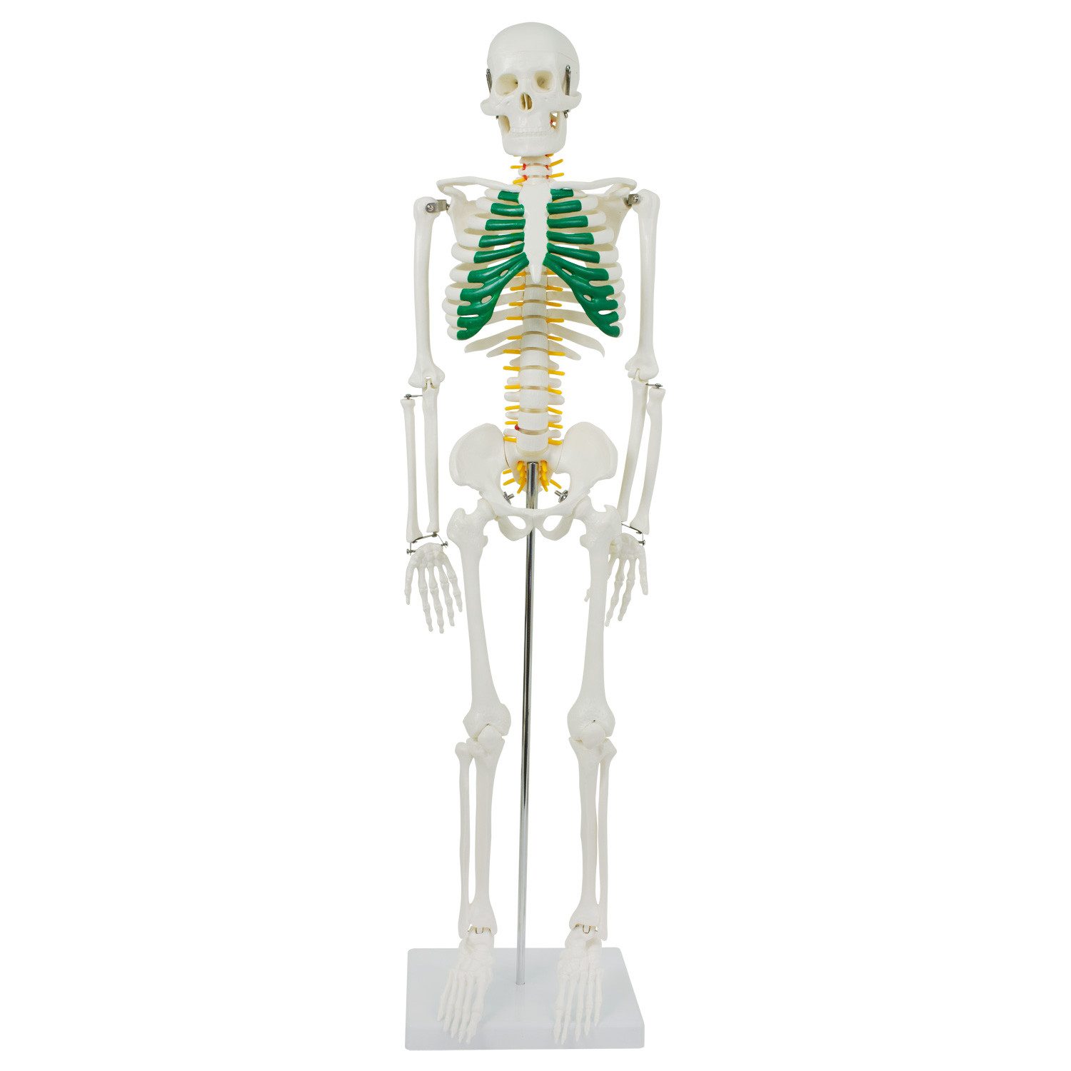 MedMod Dekoobjekt Anatomie Modell Skelett Spinalnerven Menschliches Skelett klein 87 cm