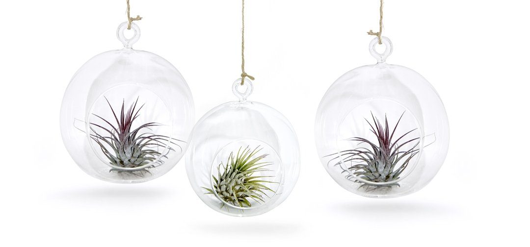 Hängedekoration 3er Glaskugel Set mit Tillandsien