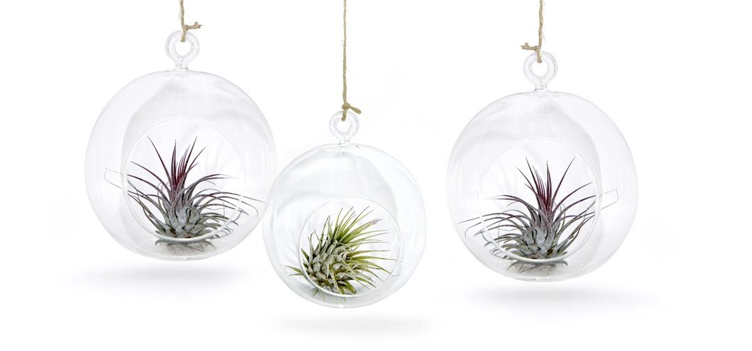 meinvipshop Hängedekoration 3er Glaskugel Set mit Tillandsien (Set, 3er Set Glaskugeln mit jeweils einer echten Tillandsia)