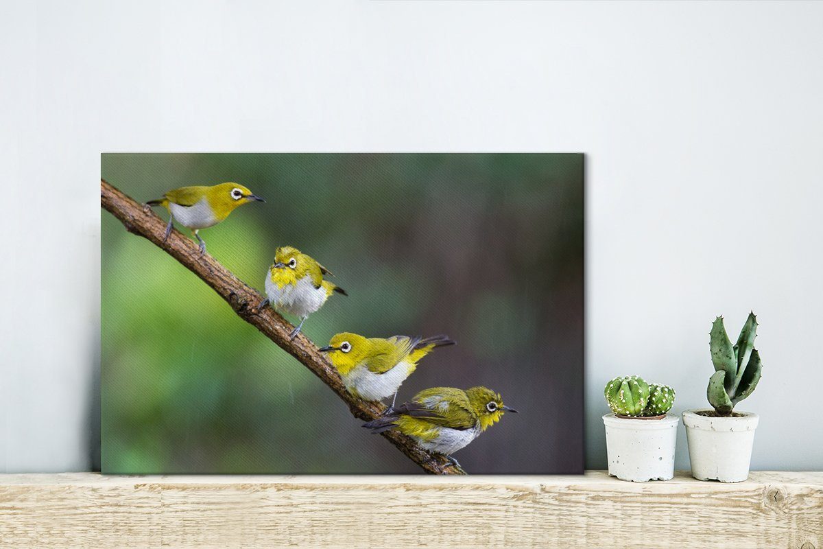 Brillenvögel, OneMillionCanvasses® Vier Wandbild philippinische St), (1 Leinwandbilder, cm Leinwandbild Aufhängefertig, Wanddeko, 30x20