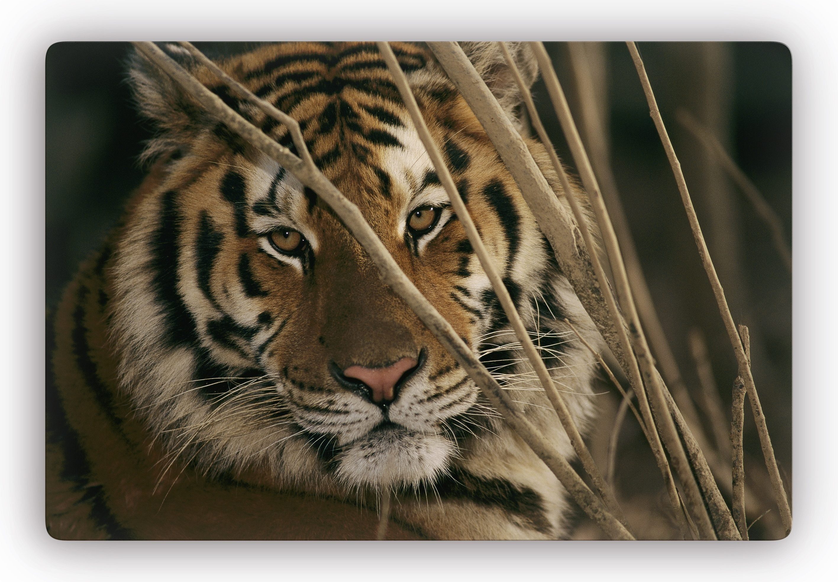 Wall-Art Glasbild Tiger, Glasposter modern