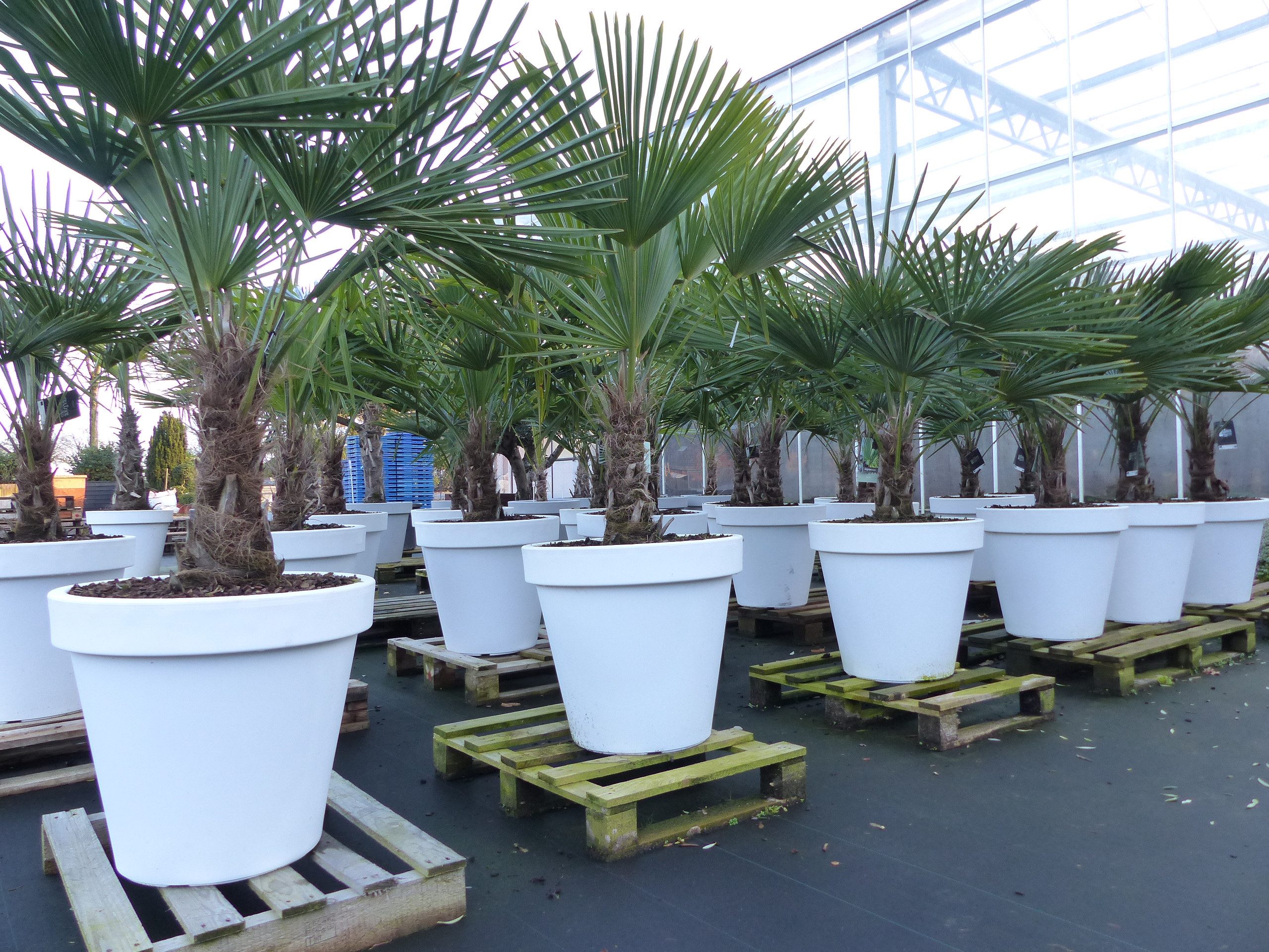 gruenwaren jakubik Baum XXL Palme winterhart Kübel weiß, 180 - 220 cm Trachycarpus fortunei