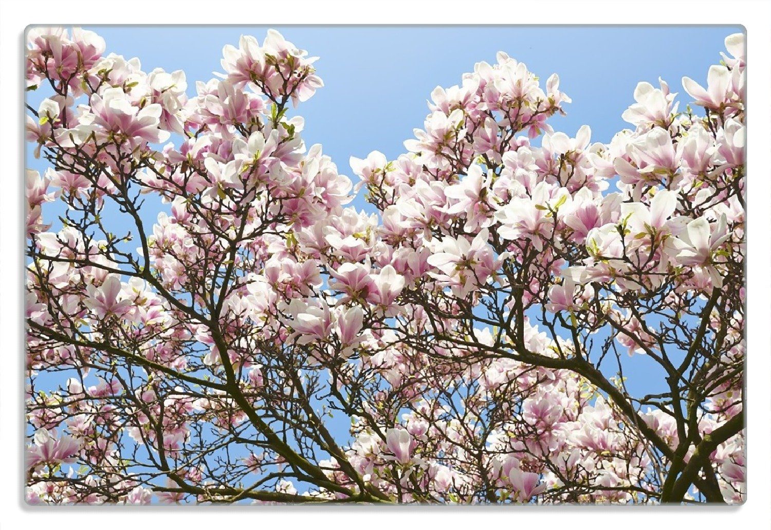 Wallario Frühstücksbrett Schöne rosa Magnolien-Blüten vor blauem Himmel, (inkl. rutschfester Gummifüße 4mm, 1-St), 20x30cm