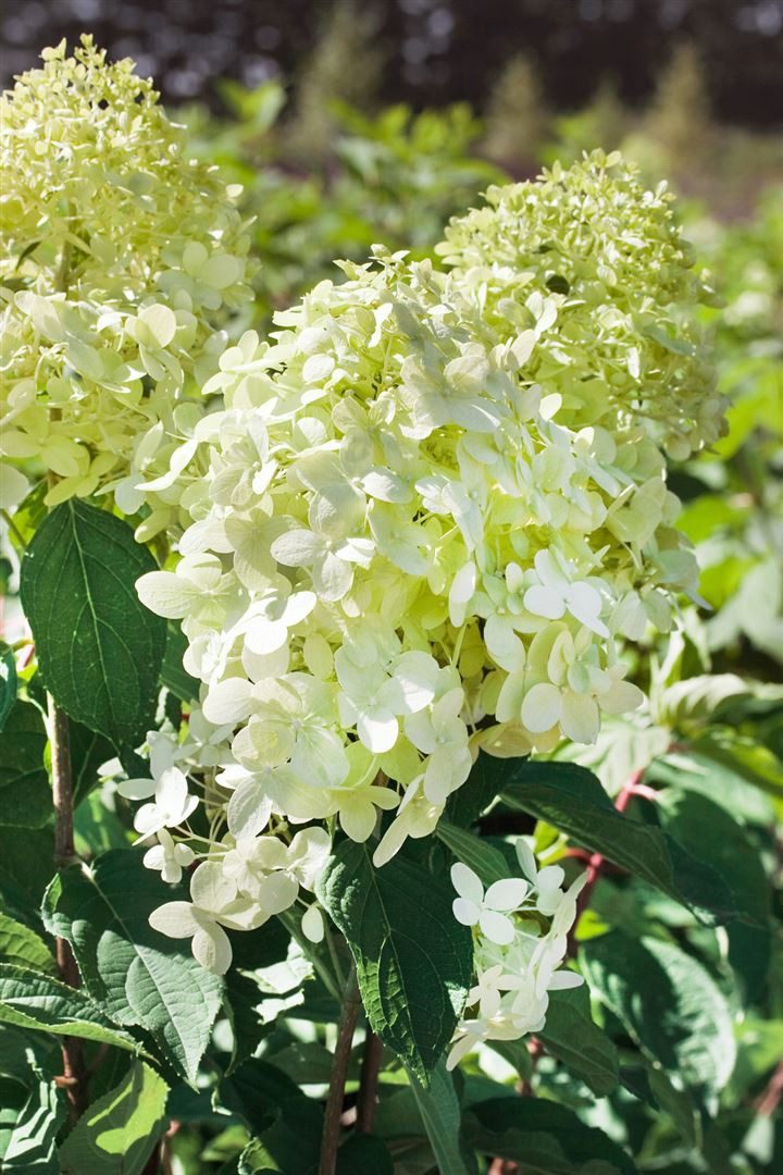 Pflanzen für Dich Gehölze Hydrangea paniculata 'Phantom', 1 St., Rispenhortensie – Bild 4 von 5