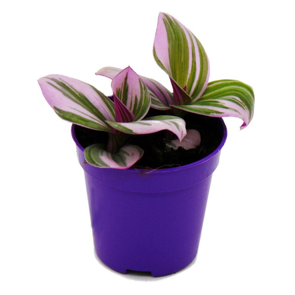 Exotenherz Zimmerpflanze Mini-Pflanze Dreimasterblume Tradescantia Nanouk pflegeleichte 5,5cm
