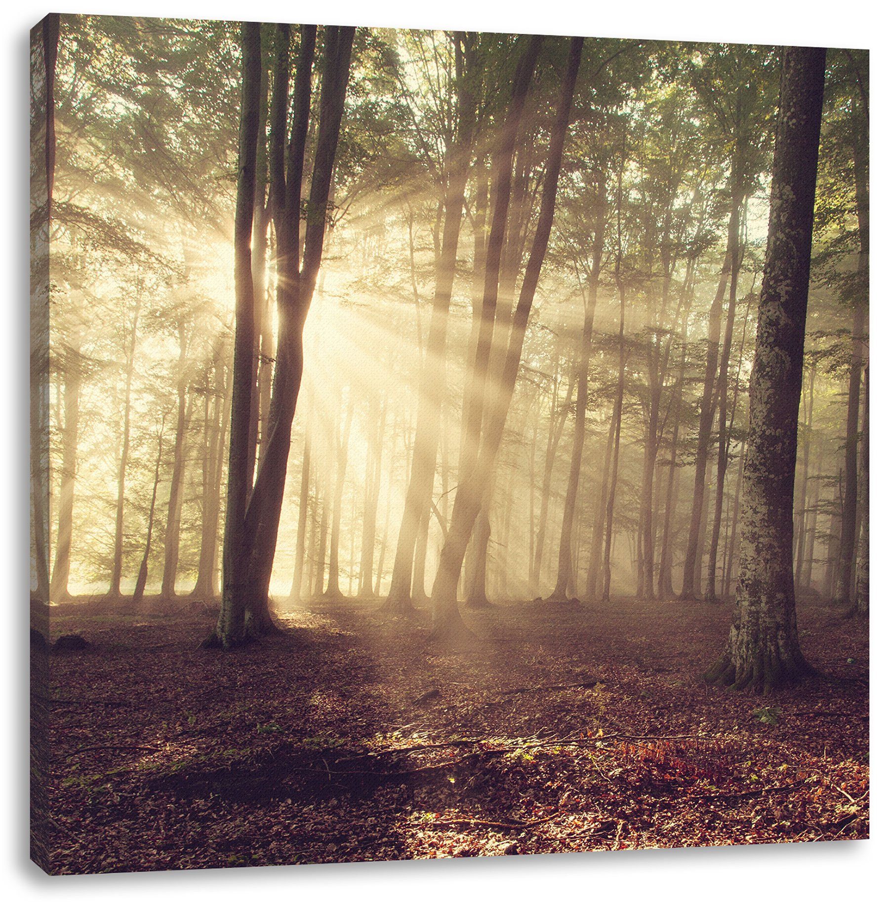 Pixxprint Leinwandbild Waldlichtung im Sonnenschein, Waldlichtung im Sonnenschein (1 St), Leinwandbild fertig bespannt, inkl. Zackenaufhänger