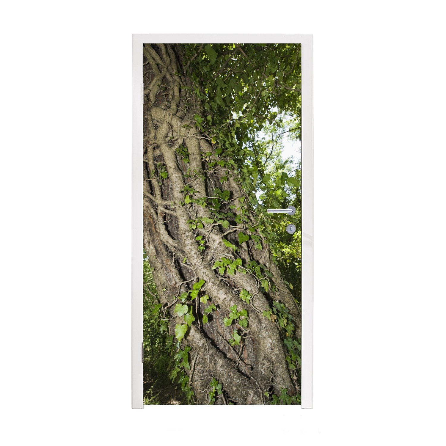 MuchoWow Türtapete Eine Hedera auf einem großen Baum, Matt, bedruckt, (1 St), Fototapete für Tür, Türaufkleber, 75x205 cm