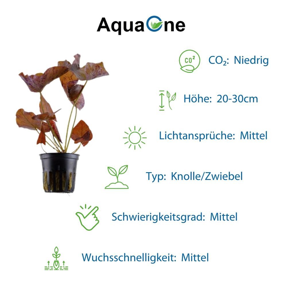 Aquaone Wasserpflanze Exclusives Set mit 3 Pflanzen Aquariumpflanzen Set Nr.135 – Bild 4 von 5