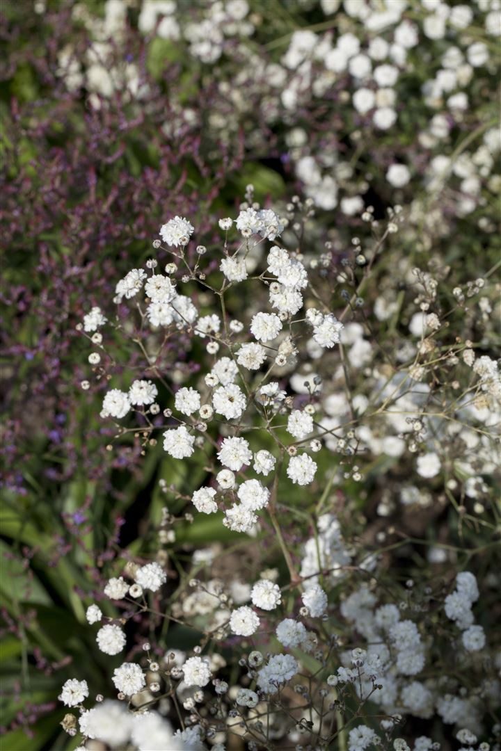 Pflanzen für Dich Staude Gypsophila pan. Bristol Fairy, 1 St., Riesen-Schleierkraut, Schleierkraut