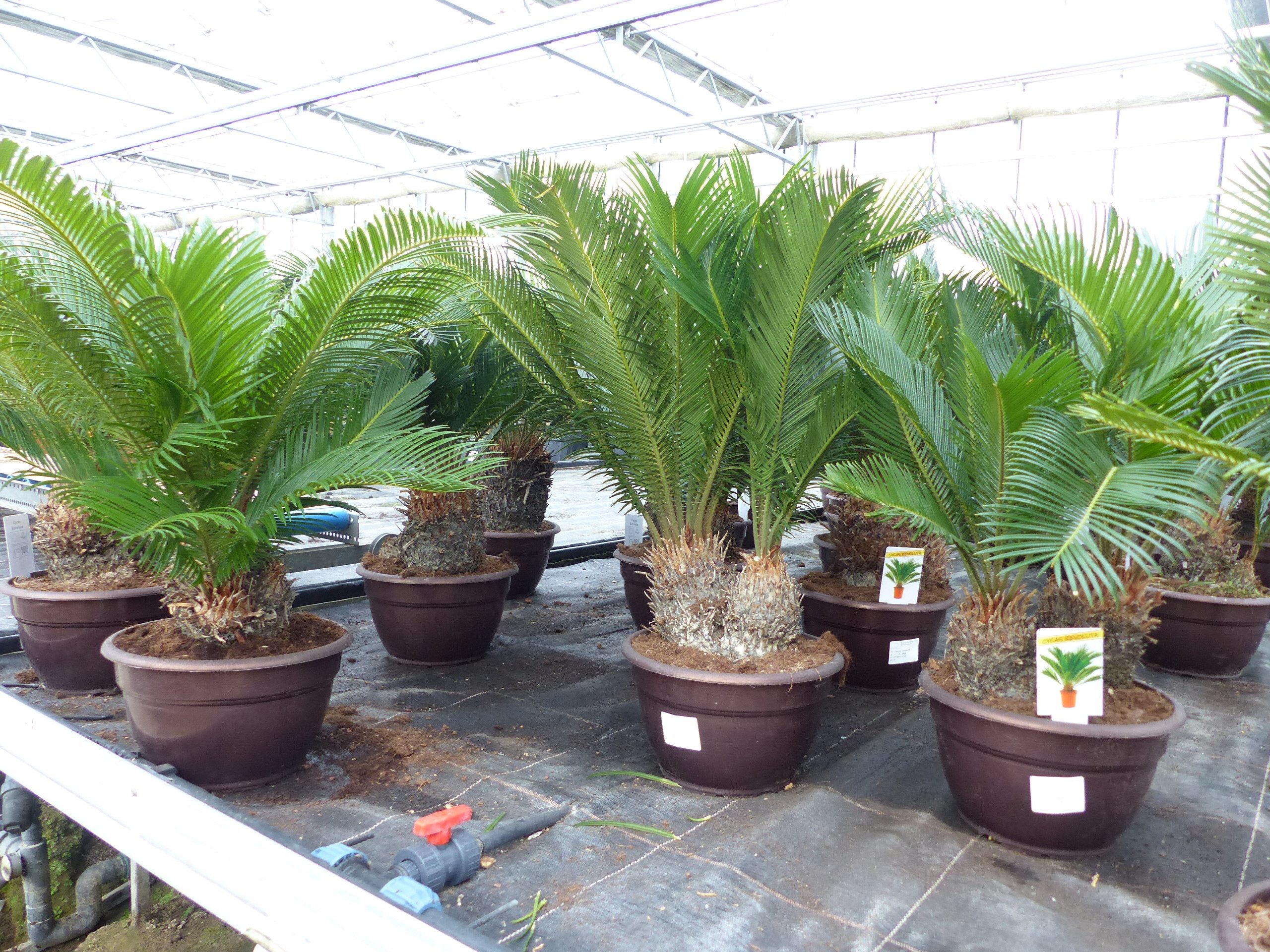gruenwaren jakubik Baum Cycas Revoluta Bonsai 65 - 80 cm Palmfarn Sagopalme Palme