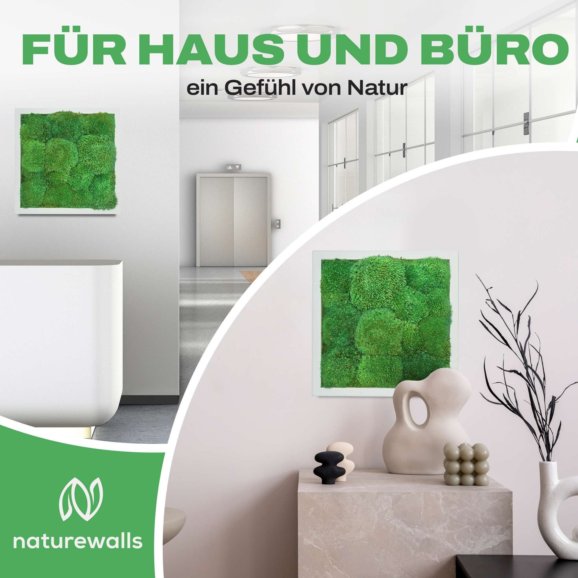 Bild Kugelmoos (1 konserviert Moosbild Pflanzenbild - Weiß - Wandbild, naturewalls St), Vollholz-Rahmen