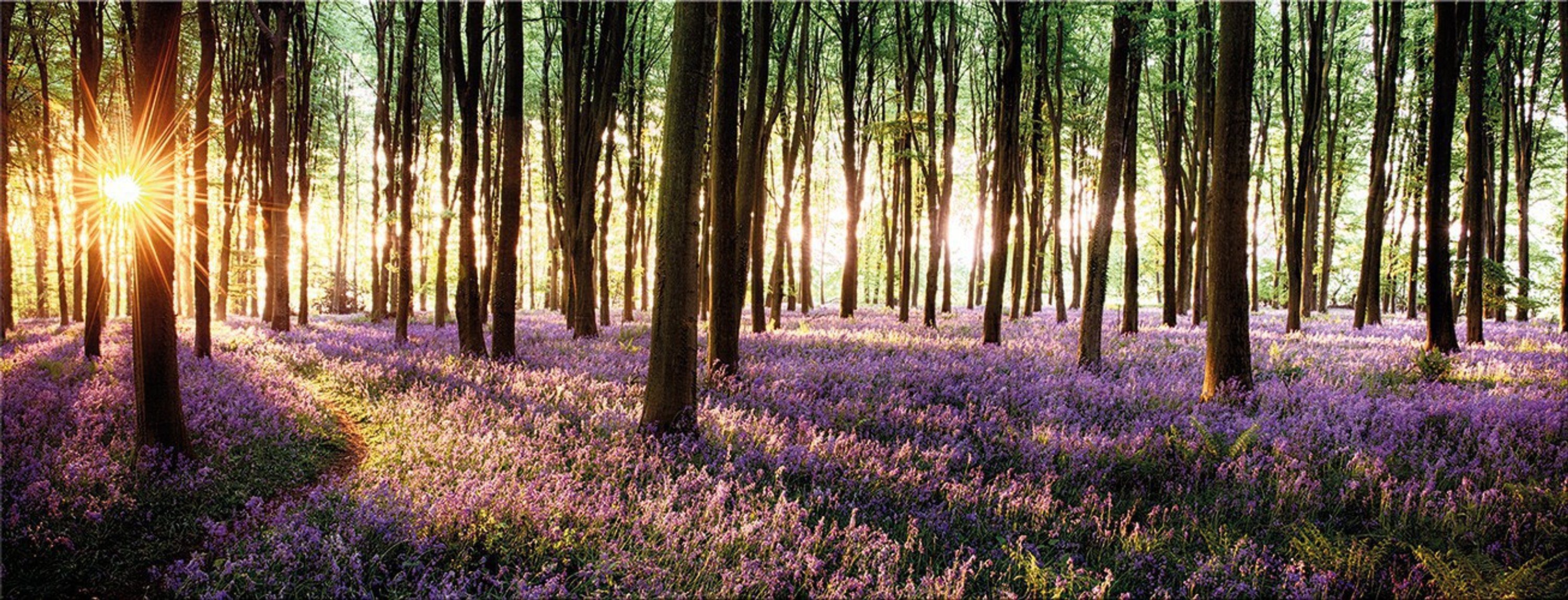 artissimo Glasbild Glasbild 80x30cm Bild aus Glas Sonnenaufgang Wald Baum Lavendel lila, Landschaft: Lichtung