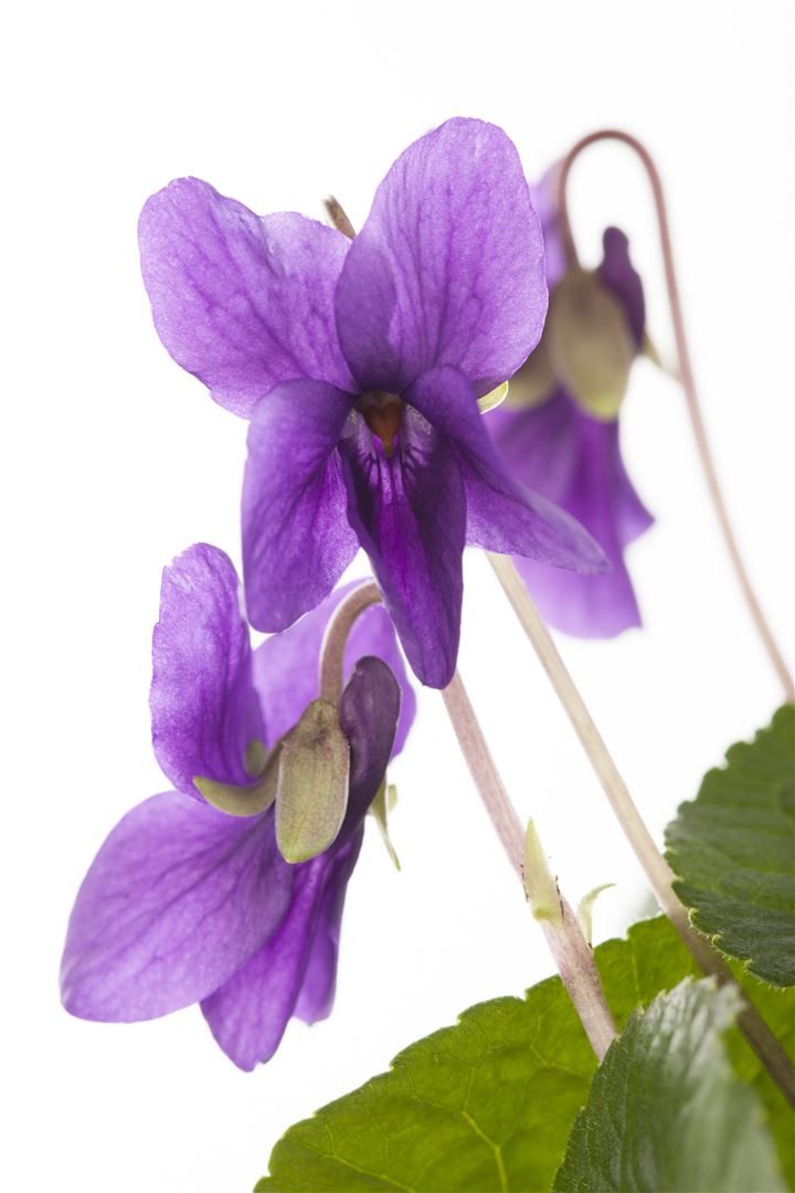Pflanzen für Dich Staude Viola odorata Königin Charlotte, 1 St., Duftveilchen, Märzveilchen, Wohlriechendes Veilchen