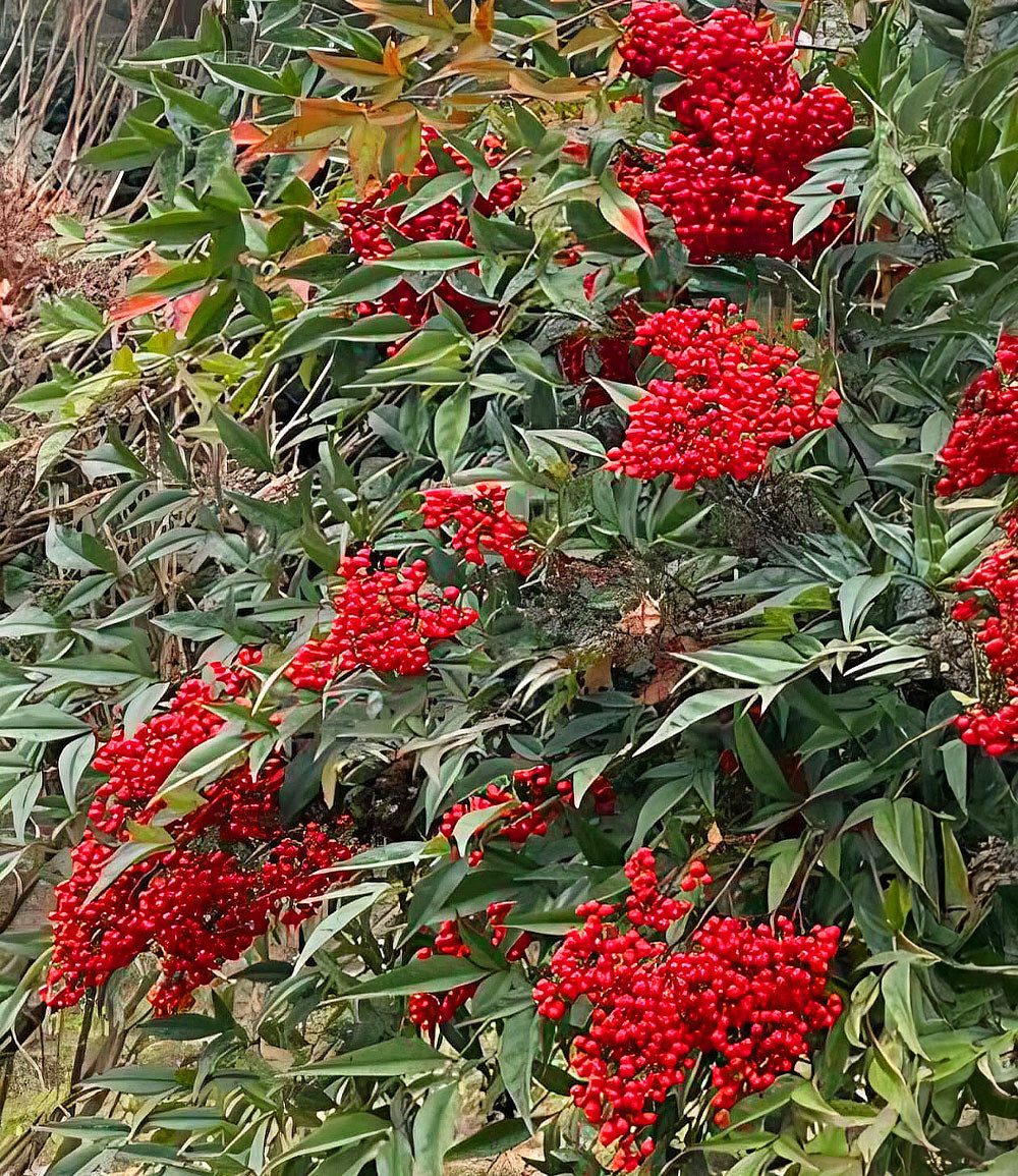BALDUR Garten Zierstrauch Himmelsbambus Nandina domestica, 1 St., Aufrecht, immergrün, winterhart, mehrjährig, pflegeleicht