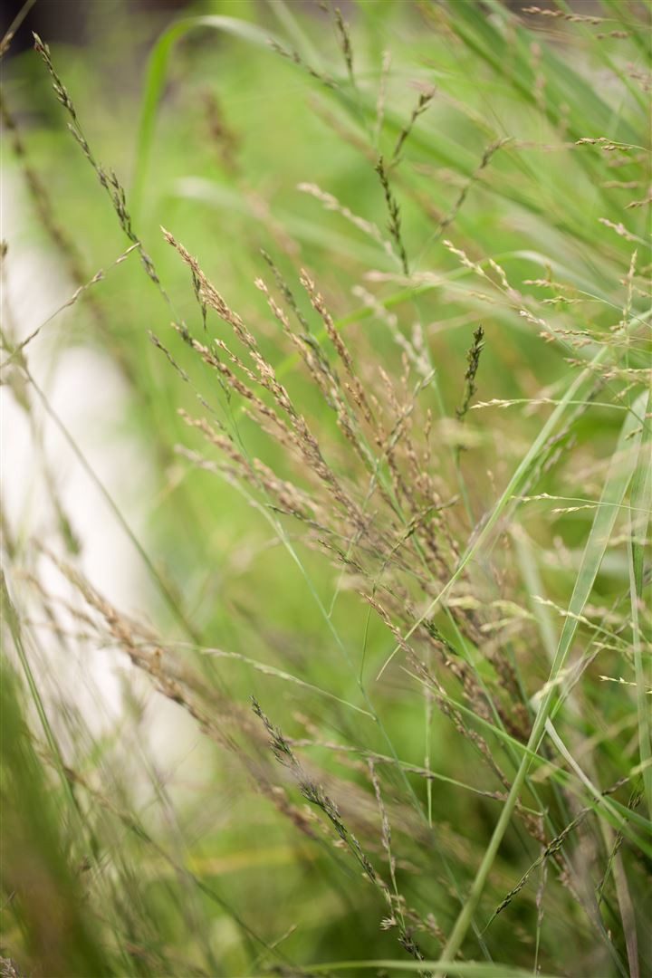Pflanzen für Dich Травы Molinia arund. Transparent, 1 St., Pfeifengras, luftig, herbstfärbung gelb
