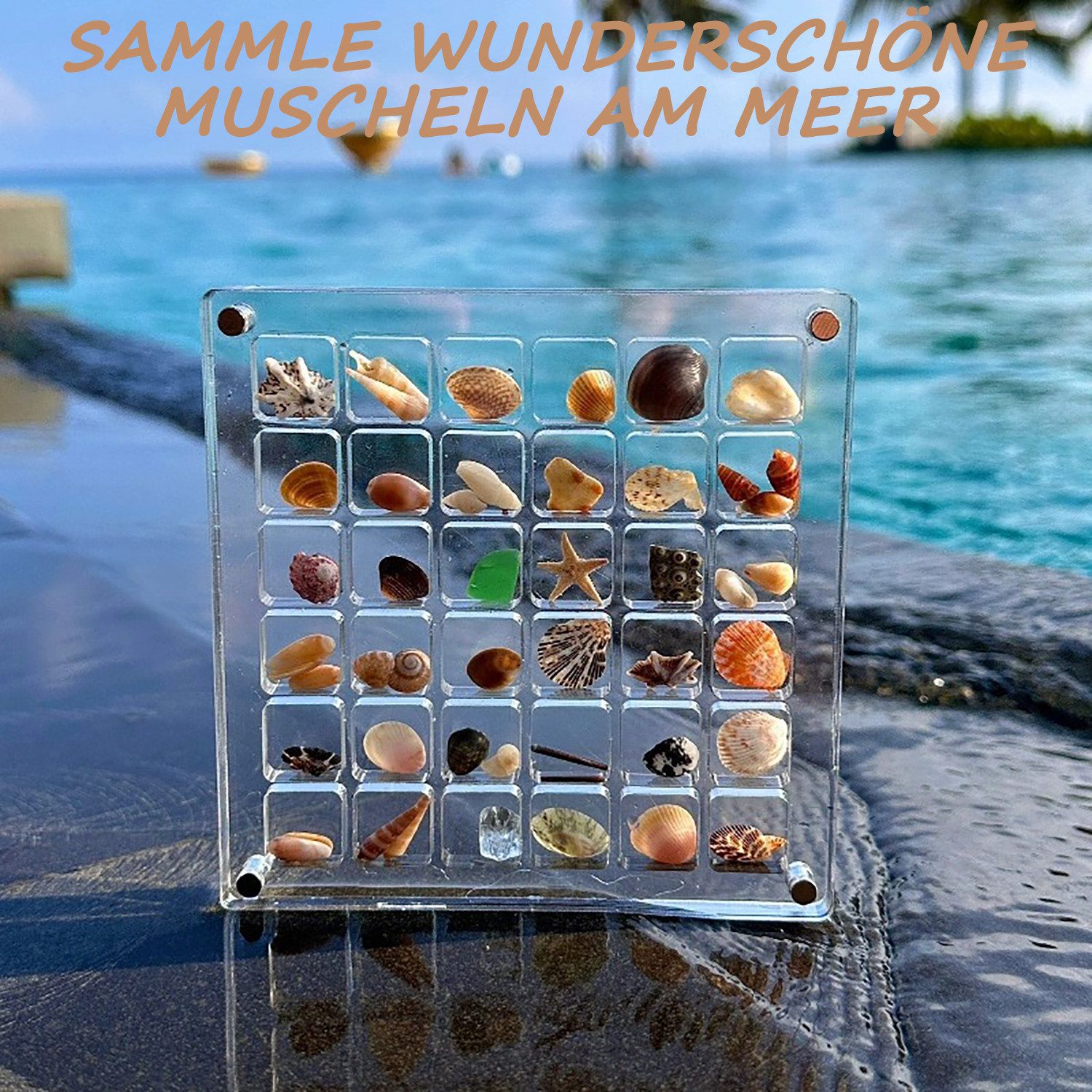 Refttenw Aufbewahrungsbox Acryl Seashell Display Box Sammelkoffer Muschel-Displaybox 12x12cm (2 St)