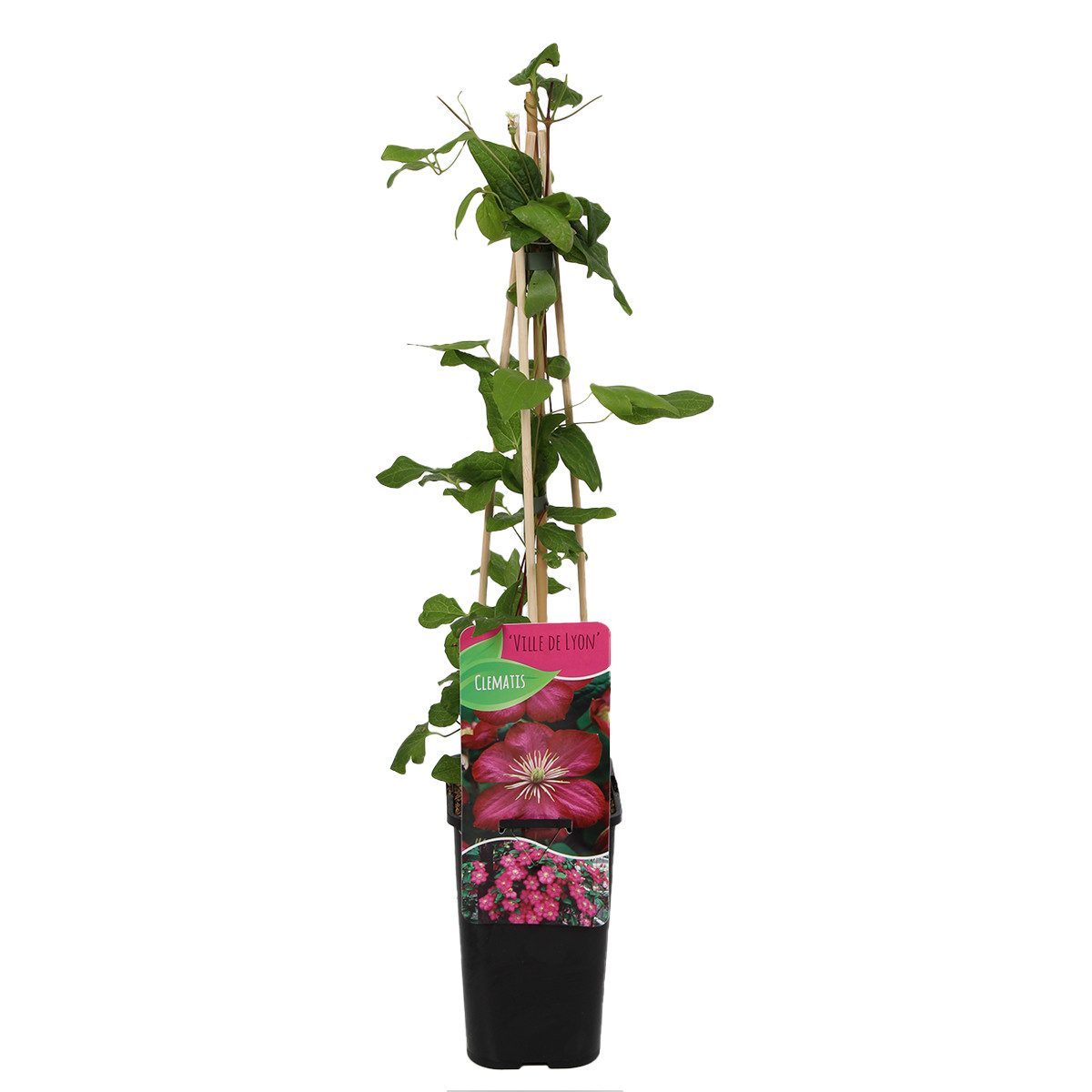 Bloomique Kletterpflanze Clematis Ville de Lyon, Waldrebe, Dunkelrosa, 70-80 cm, Topf 15 cm, 1 St.