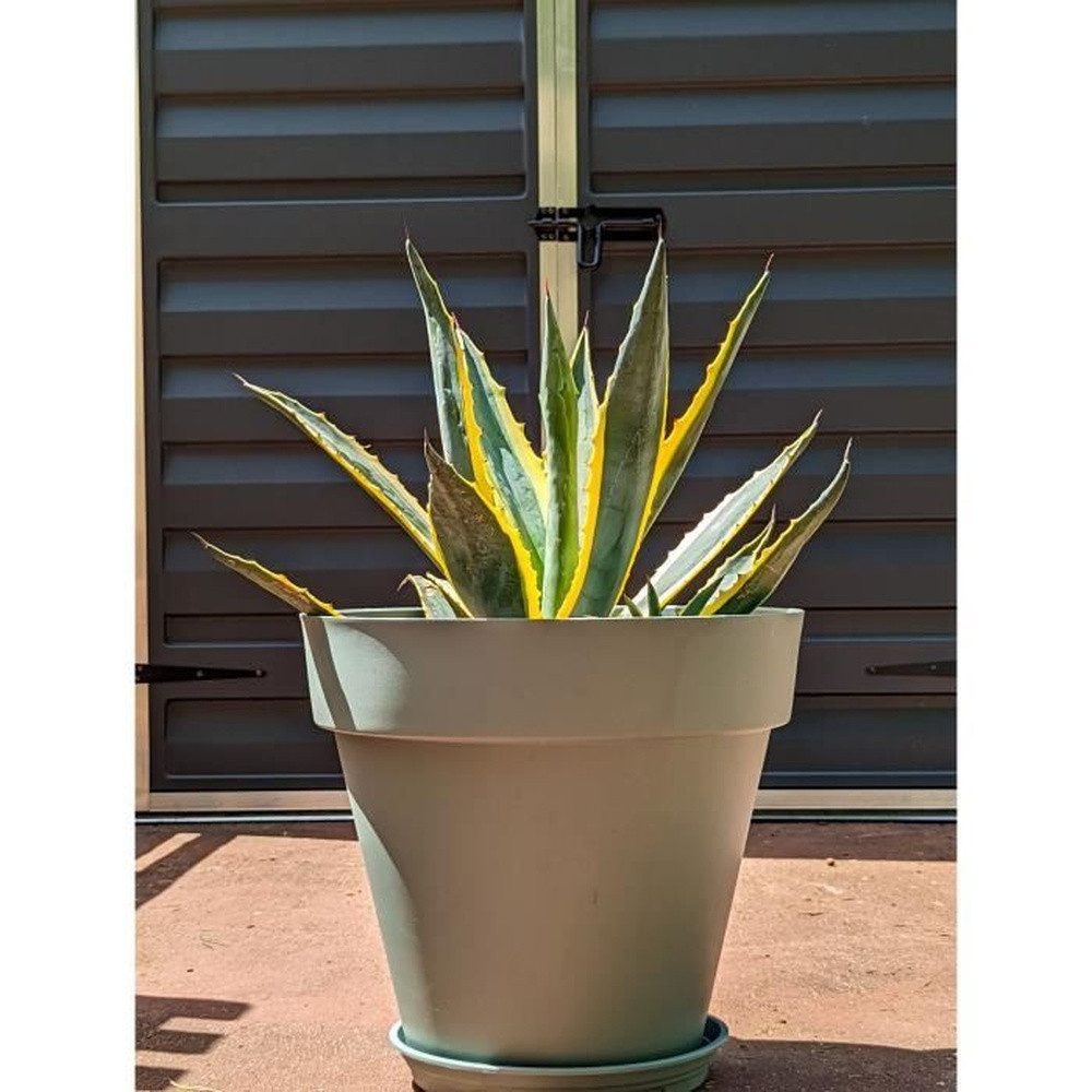 Riviera System Balkonkasten RIVIERA SOLEILLA runder Blumenkasten - Kunststoff - Durchmesser 50 cm
