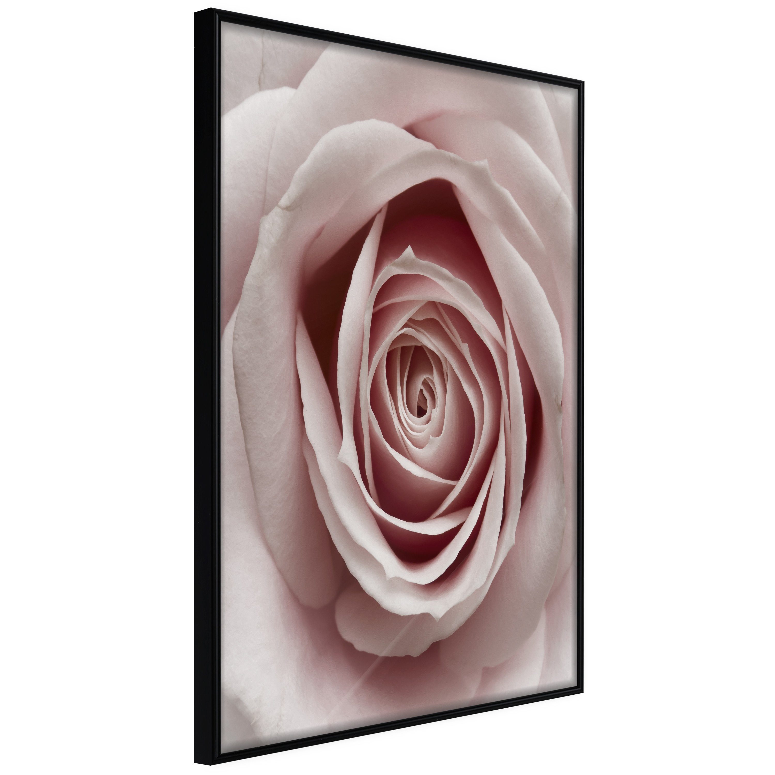 Artgeist Poster Pastel Rose []