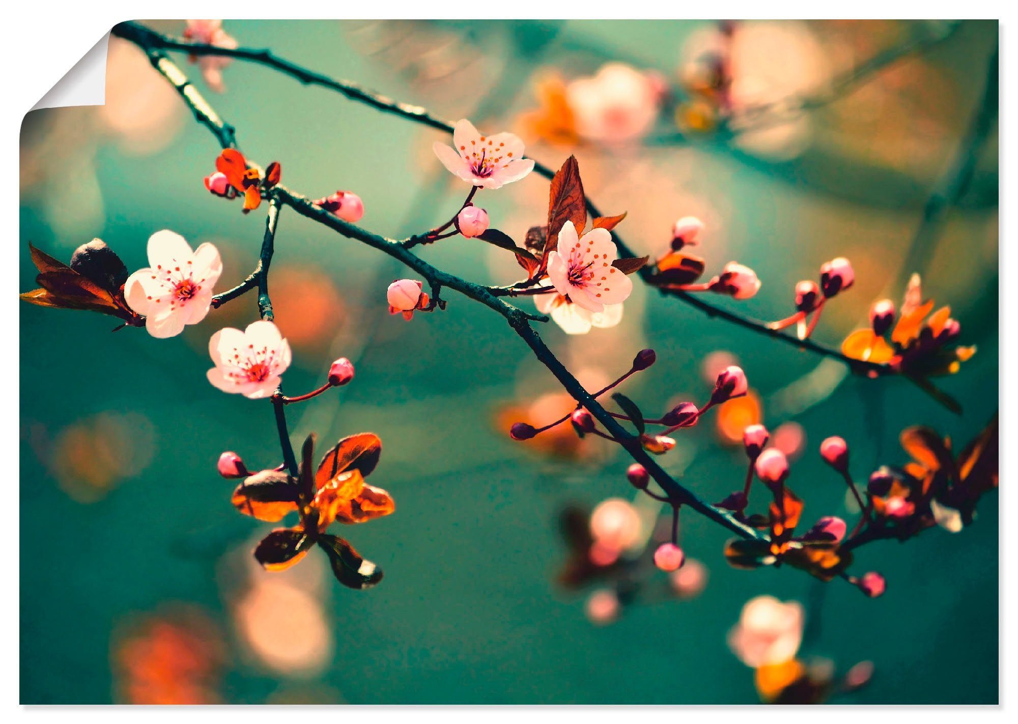 Artland Wandbild Japanische Kirsch Sakura Blumen, Blumen (1 St), als Alubild, Leinwandbild, Wandaufkleber oder Poster in versch. Größen