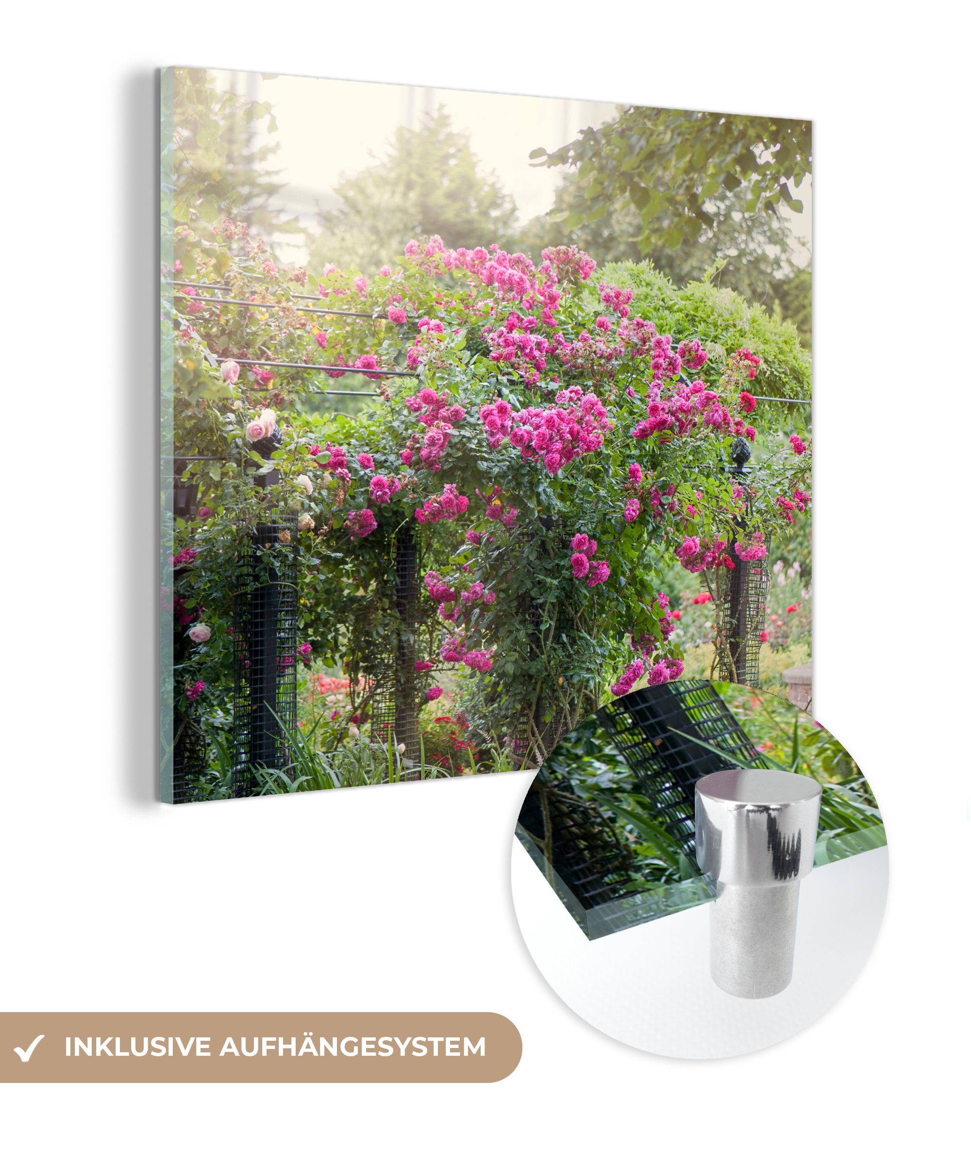 MuchoWow Acrylglasbild Wunderschöne rosa Rosen wachsen wie Pflanzen in der Wildnis, (1 St), Glasbilder - Bilder auf Glas Wandbild - Foto auf Glas - Wanddekoration