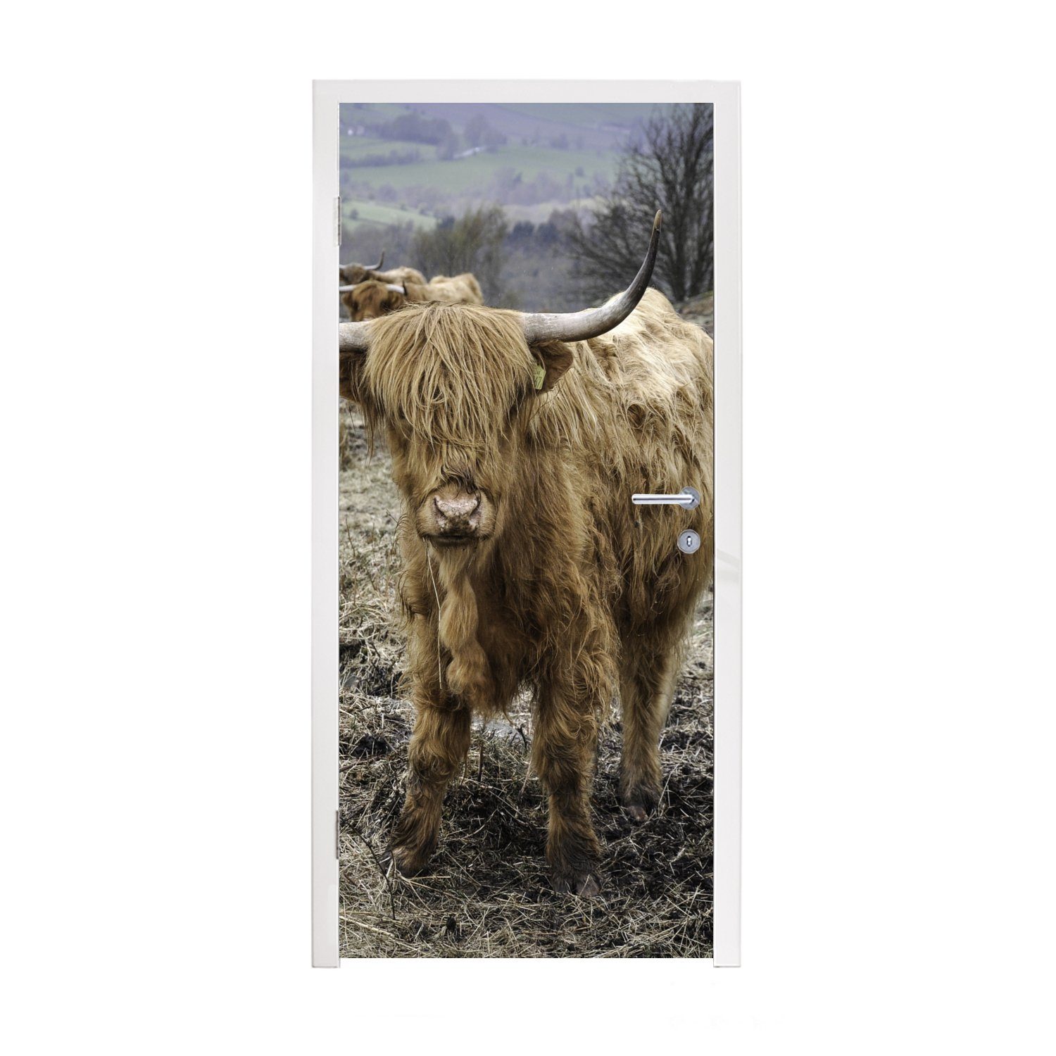 (1 Türtapete Türaufkleber, Berg cm für Matt, - - bedruckt, St), Highlander Kühe, Fototapete MuchoWow Schottische Tür, 75x205