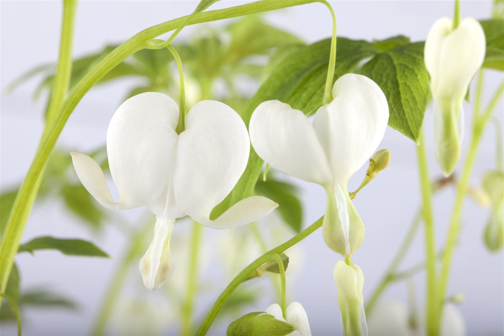 Pflanzen für Dich Staude Dicentra spectabilis Alba, 1 St., Tränendes Herz, Weißes Tränendes Herz