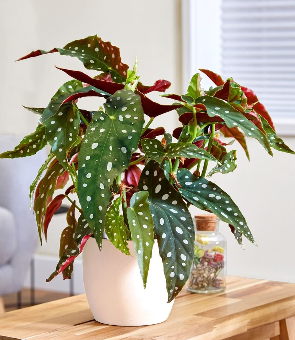 BALDUR Garten Zimmerpflanze Forellenbegonie Maculata, groß, 1 St., Blattschmuckpflanze, pflegeleicht