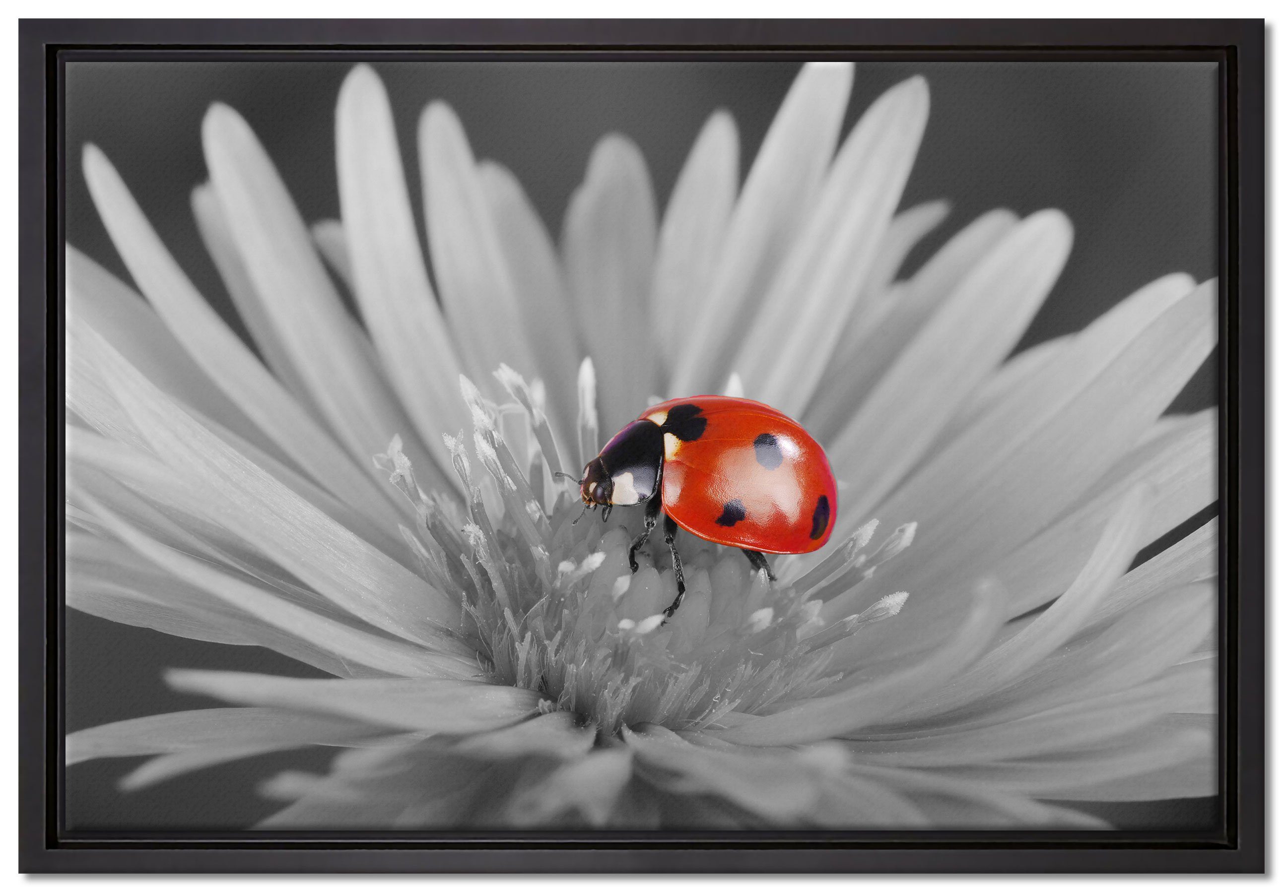 Pixxprint Leinwandbild leuchtender Marienkäfer auf Blüte, Wanddekoration (1 St), Leinwandbild fertig bespannt, in einem Schattenfugen-Bilderrahmen gefasst, inkl. Zackenaufhänger