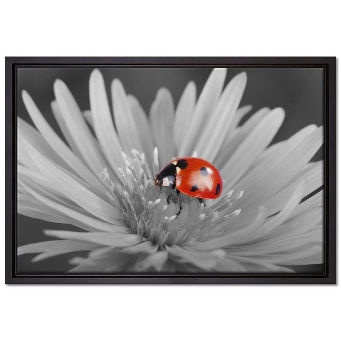Pixxprint Leinwandbild leuchtender Marienkäfer auf Blüte Wanddekoration (1 St) Leinwandbild fertig bespannt in einem Schattenfugen-Bilderrahmen gefasst inkl. Zackenaufhänger