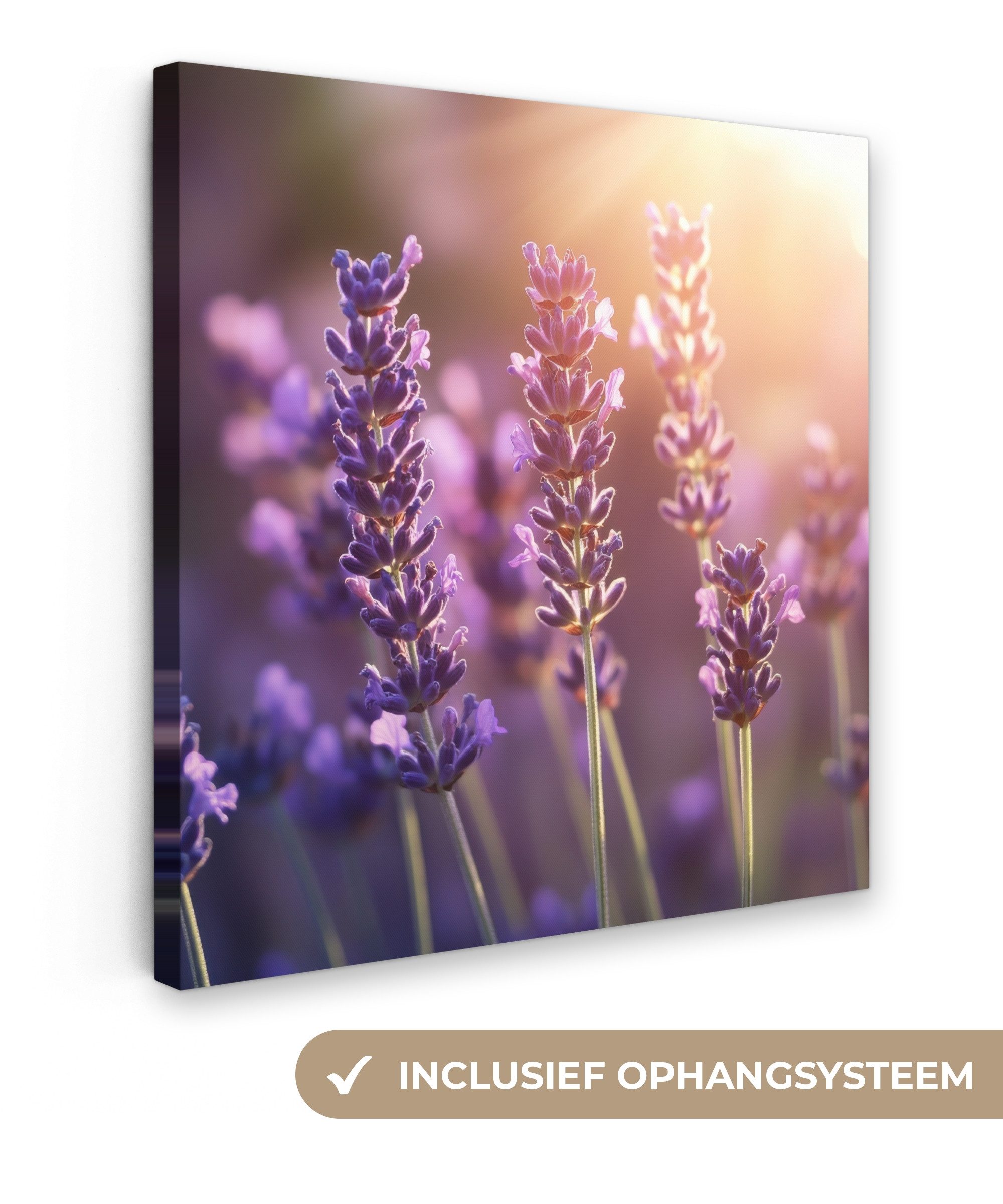 OneMillionCanvasses® Leinwandbild Lavendelblüten - Lila - Sonnenlicht, Fotodruck (1 St), Wandbild, Deko Schlafzimmer Wohnzimmer Flur 20x20 cm