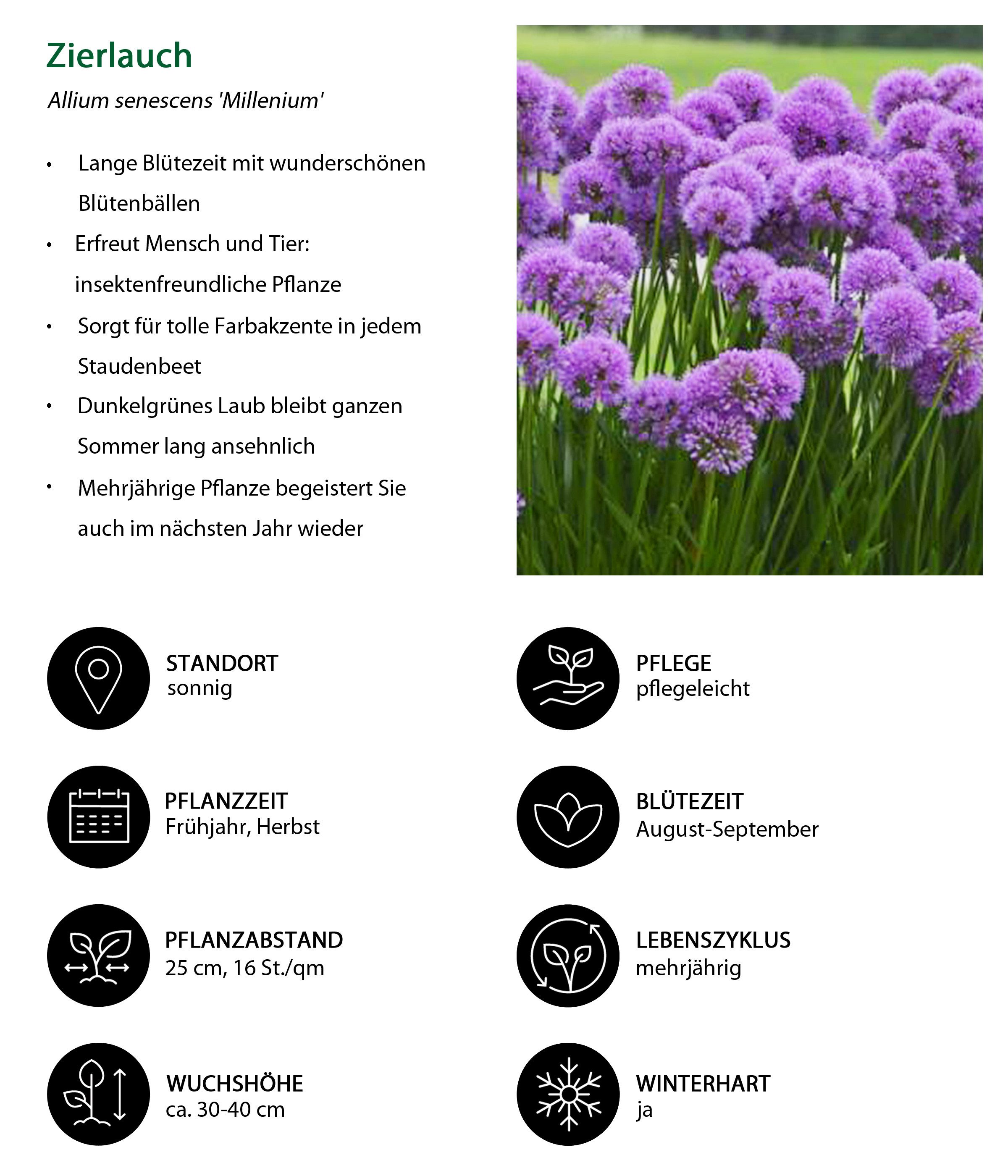 Dehner Rose Bio Stauden-Set Trocken durch den Sommer, je 3-20 cm exkl. Pflanztopf