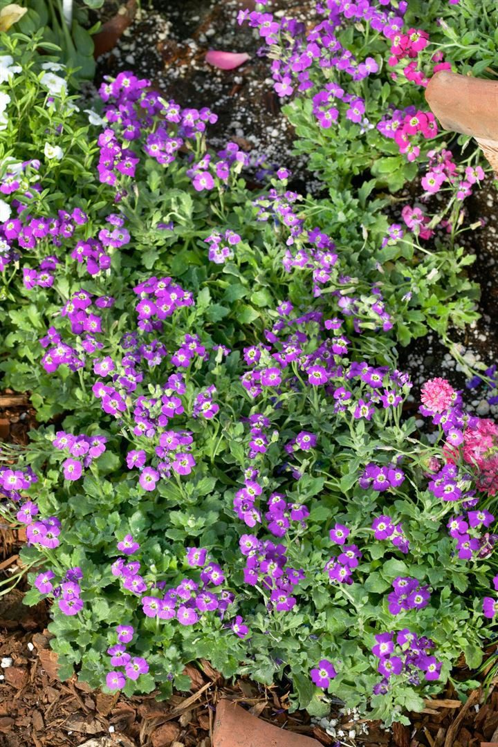 Pflanzen für Dich Staude Aubrieta 'Rubinfeuer', 1 St., Blaukissen, Aubrieta