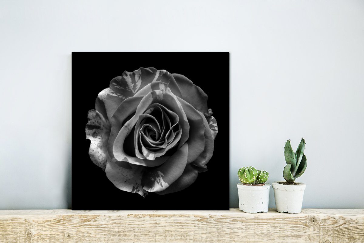 MuchoWow Metallbild Blumen - Rose Botanisch, - aus Gemälde Alu-Dibond-Druck, Aluminium Metall, Schwarz - St), - (1 Weiß deko