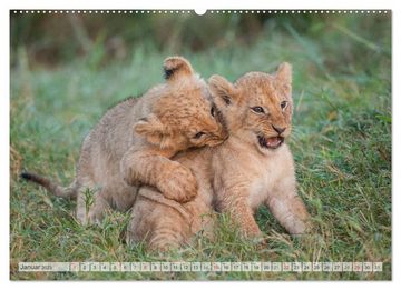 CALVENDO Wandkalender Emotionale Momente: Liebenswerte Löwenbabys (Premium, hochwertiger DIN A2 Wandkalender 2023, Kunstdruck in Hochglanz)