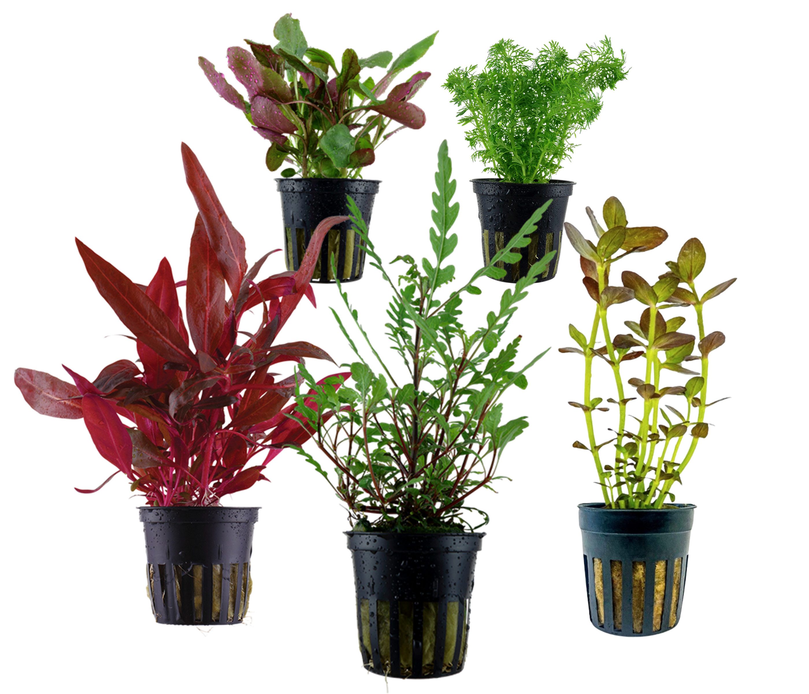 Dehner Wasserpflanze Aquarienpflanzen Set, 5-teilig, Mittelgrund 204, je ca. 5-30 cm, robuste Wasserpflanzen für Süßwasser Aquarien