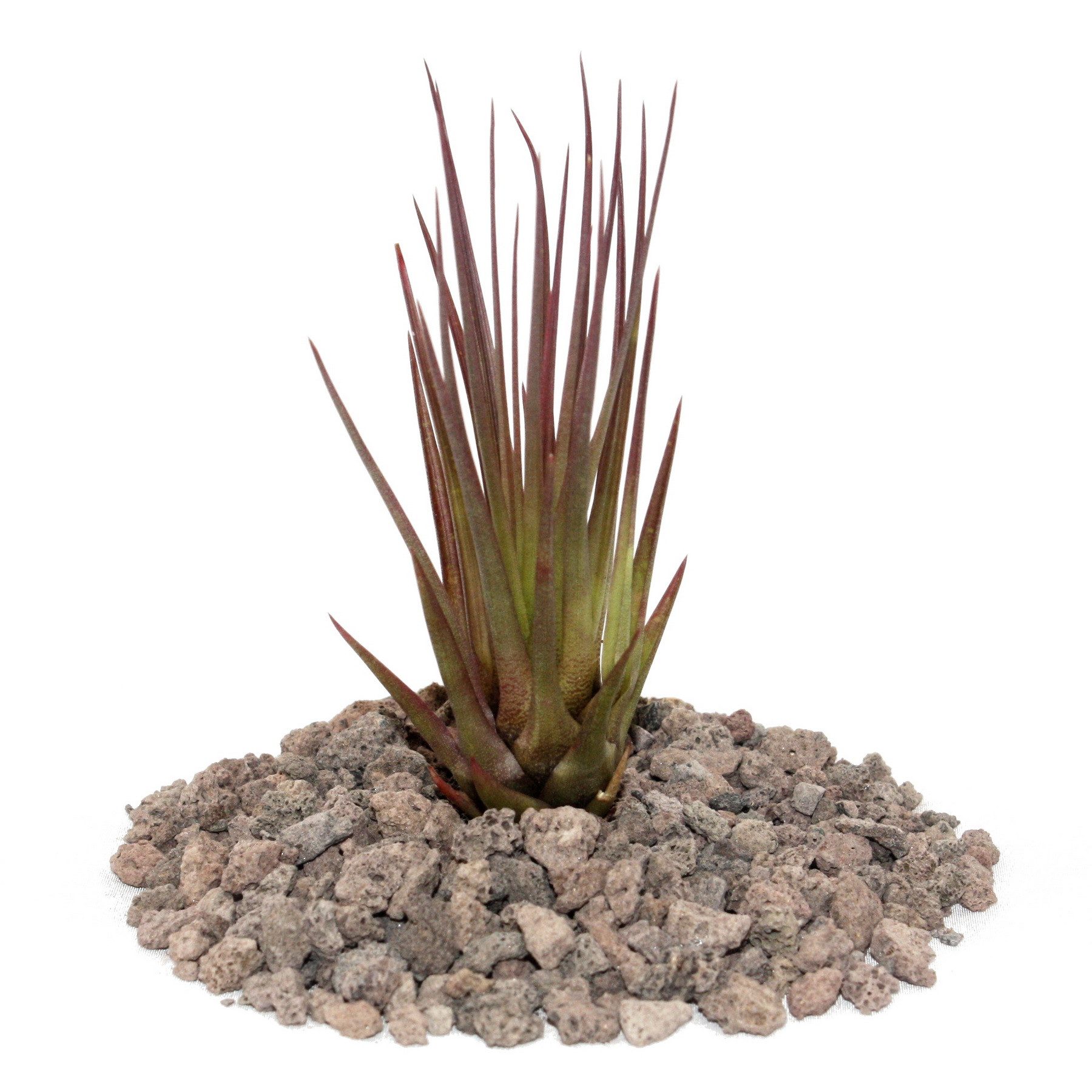 Exotenherz Zimmerpflanze Tillandsia melanocrater tricolor - rot - lose Pflanze - klein