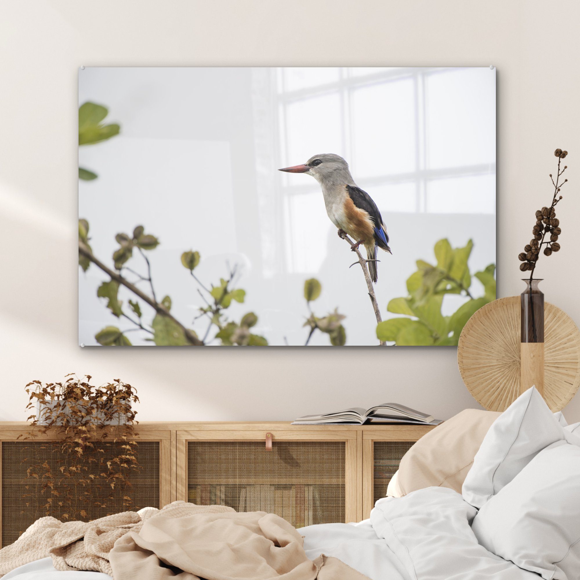 Graukopf-Eisvogel, St), schönen Acrylglasbilder Wohnzimmer & Die MuchoWow (1 beleuchtet Schlafzimmer Acrylglasbild Sonne einen