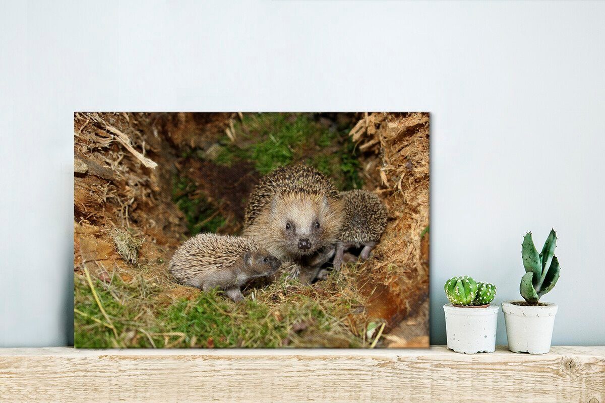 Wanddeko, Leinwandbilder, Natur, St), cm OneMillionCanvasses® 30x20 Wandbild Aufhängefertig, Baby-Igel Leinwandbild (1 in der