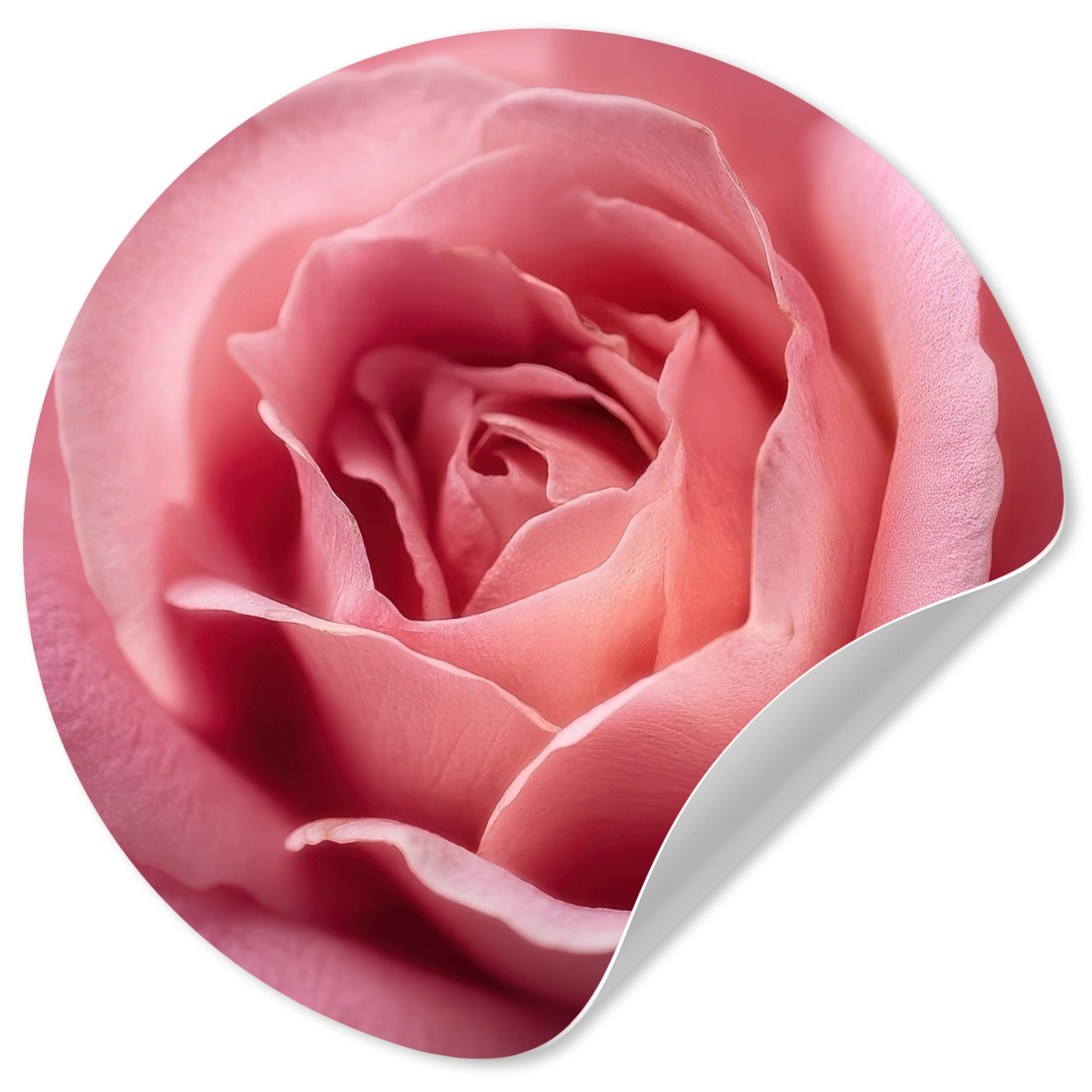 MuchoWow Wandsticker Rosa - Rose - Romantisch (1 St), Wandtattoo Selbstklebend, Wohnzimmer Deko Aufkleber, 30x30 cm