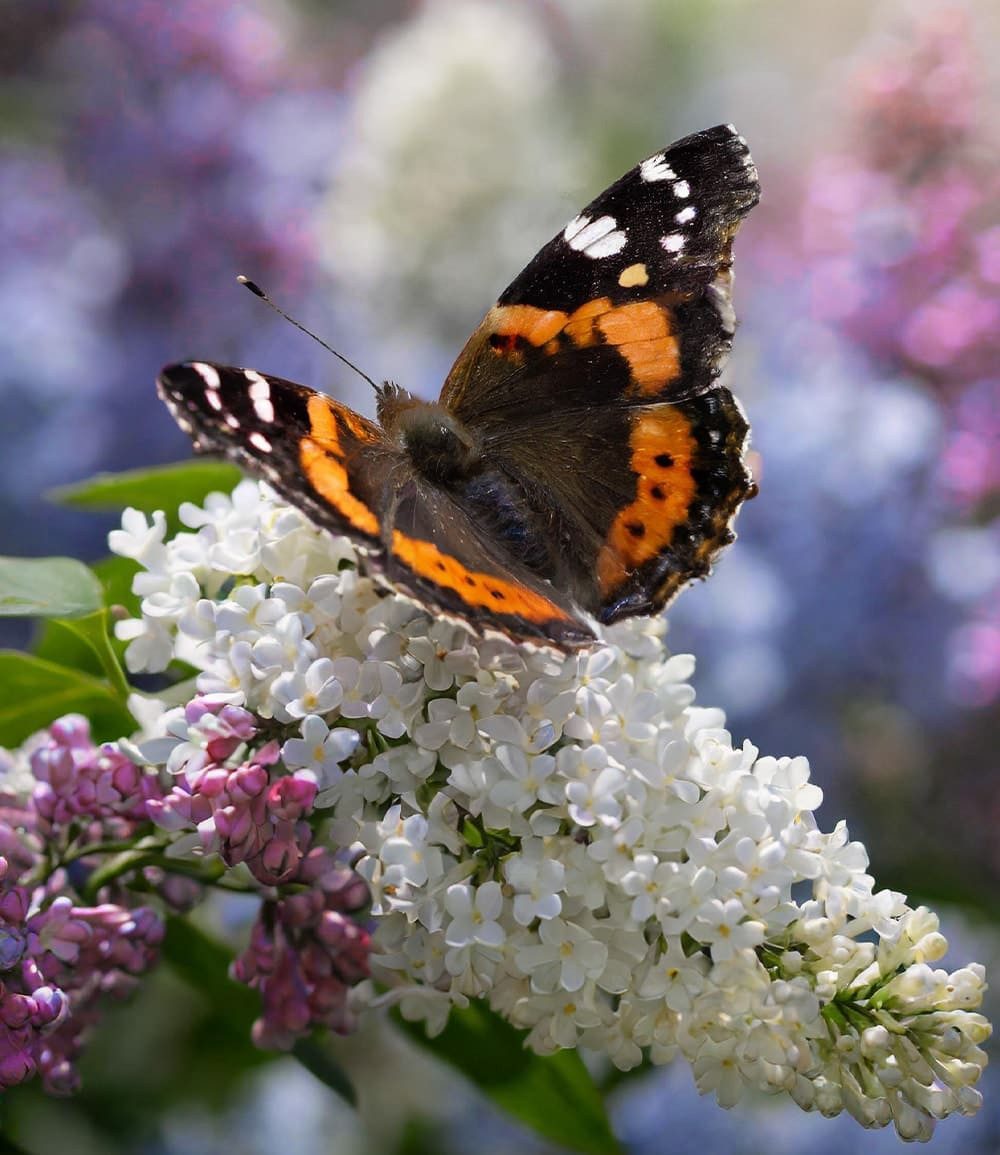 BALDUR Garten Zierstrauch Sommer-Flieder 'Papillion Tricolor', 1 St., Buddleja:hybride, duftend, bienenfreundlich, winterhart