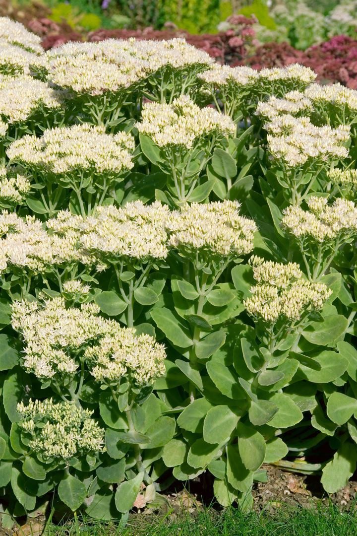 Pflanzen für Dich Staude Sedum spectabile Stardust, 1 St., Prächtige Fetthenne, Herbstfreude, Fetthenne