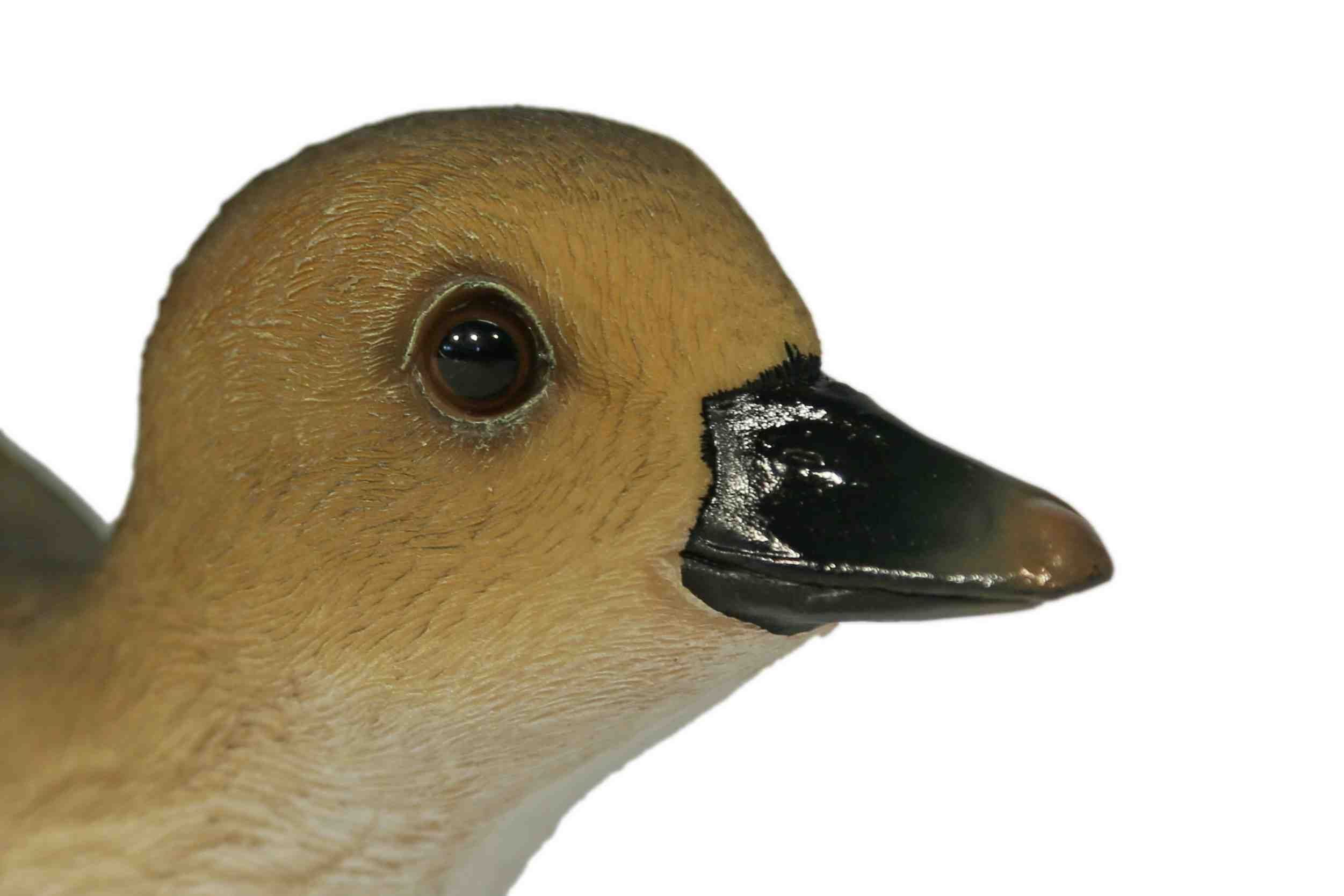 Casa Collection by Jänig Dekofigur Ente schwimmend, Breite ca. 25cm, Tierfigur, Ente, Dekofigur